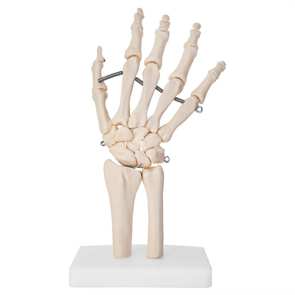 MedMod Dekoobjekt Menschliche Hand Anatomie Lehrmodell Knochenmodell Lebensgroß