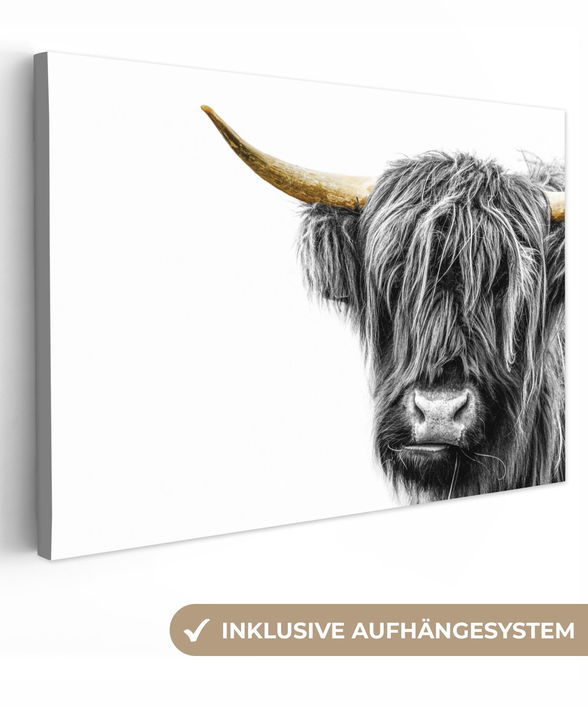 OneMillionCanvasses® Leinwandbild Scottish Highlander - Weiß günstig online kaufen