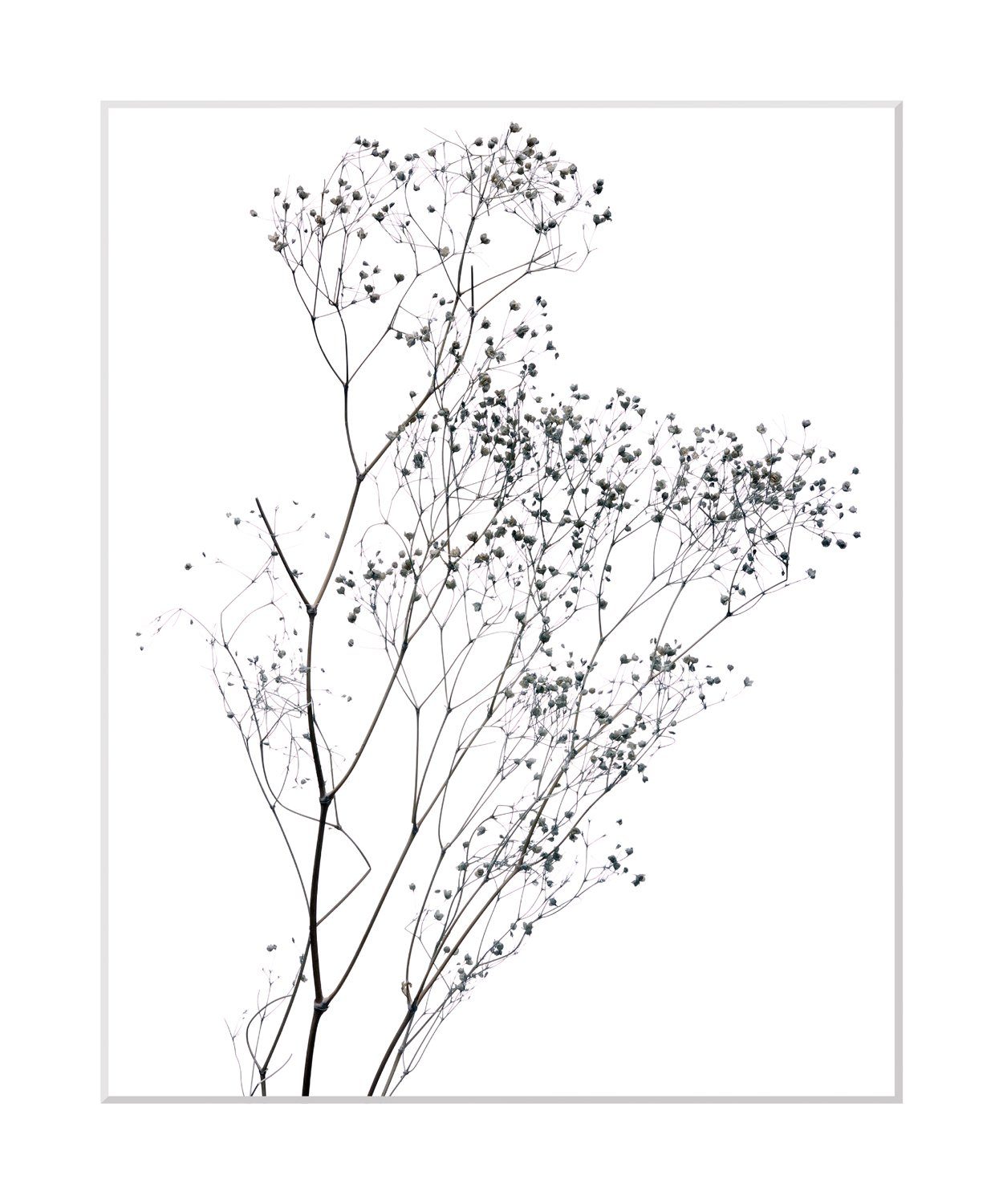 queence Bild Dana, Blumen, Pflanzen, Pflanzenbilder, günstig online kaufen