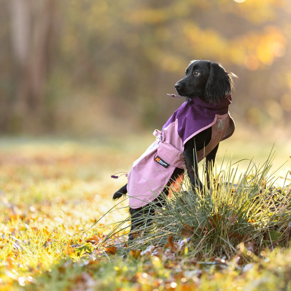 Non-stop dogwear Hunderegenmantel Regenmantel Fjord raincoat 2.0 purple