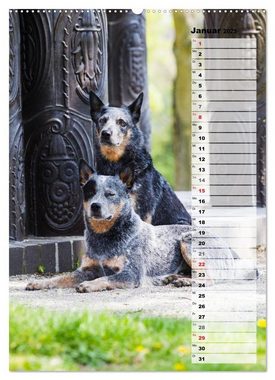 CALVENDO Wandkalender Australian Cattle Dogs auf der Darmstädter Mathildenhöhe (Premium, hochwertiger DIN A2 Wandkalender 2023, Kunstdruck in Hochglanz)