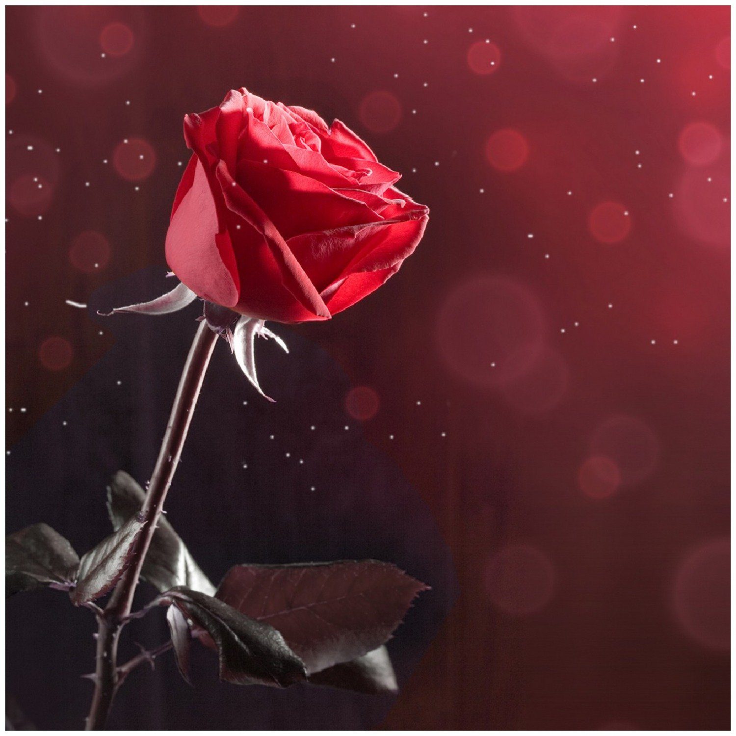 Wallario Glasbild, Rote Rose Single, in verschiedenen Ausführungen