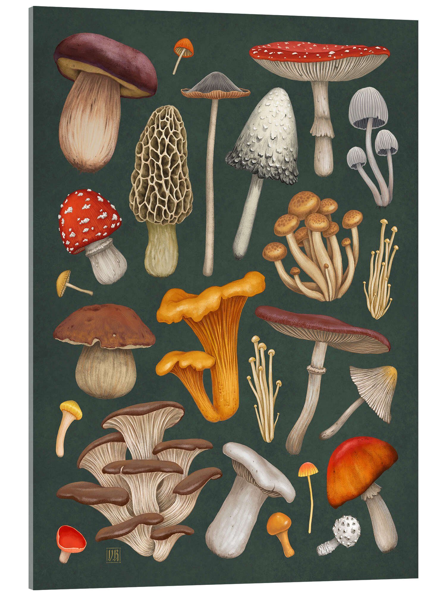 Posterlounge Acrylglasbild Vasilisa Romanenko, Pilze, Küche Natürlichkeit Illustration