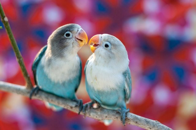 Papermoon Fototapete »Love Birds«, glatt-Otto
