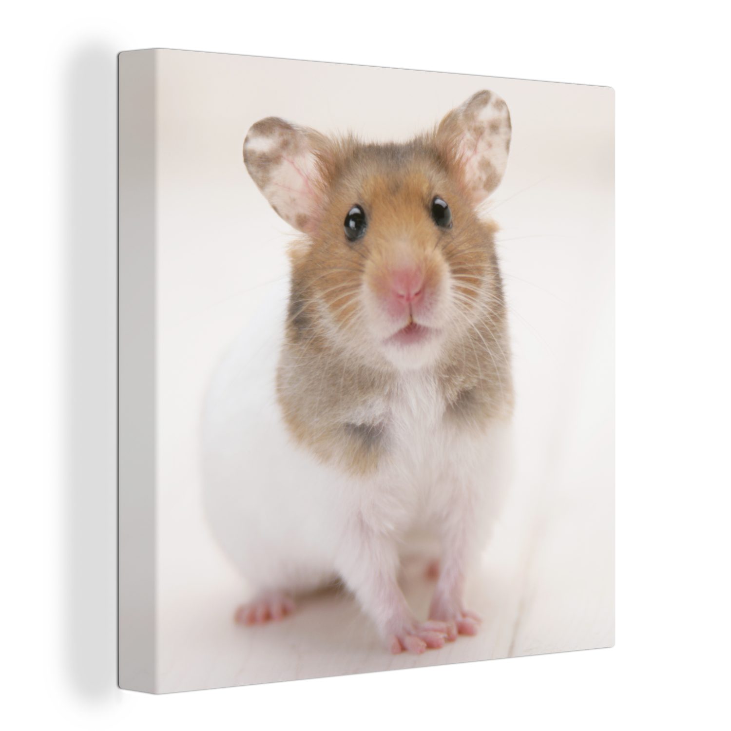 OneMillionCanvasses® Leinwandbild Stehender für brauner weißer Schlafzimmer Hamster, (1 St), und Wohnzimmer Bilder Leinwand