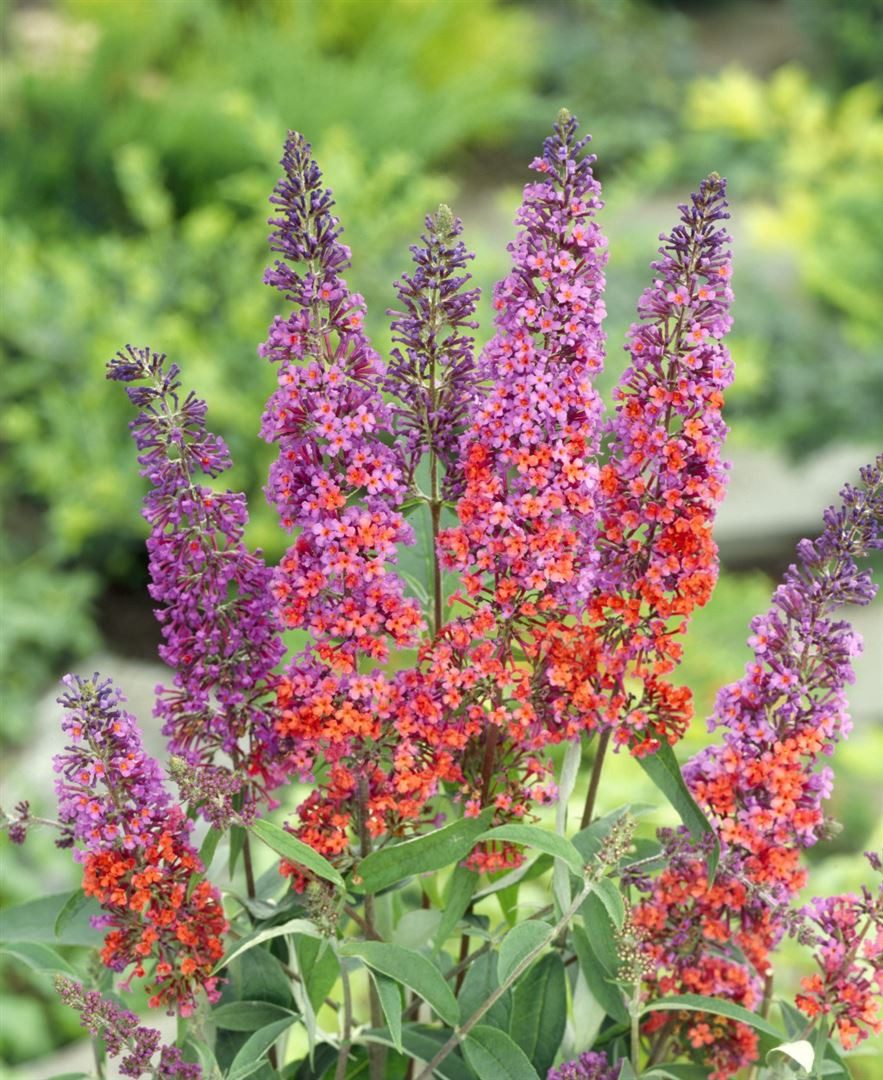 Pflanzen für Dich Gehölze Buddleja davidii Flower Power, 1 St., Schmetterlingsflieder, Sommerflieder
