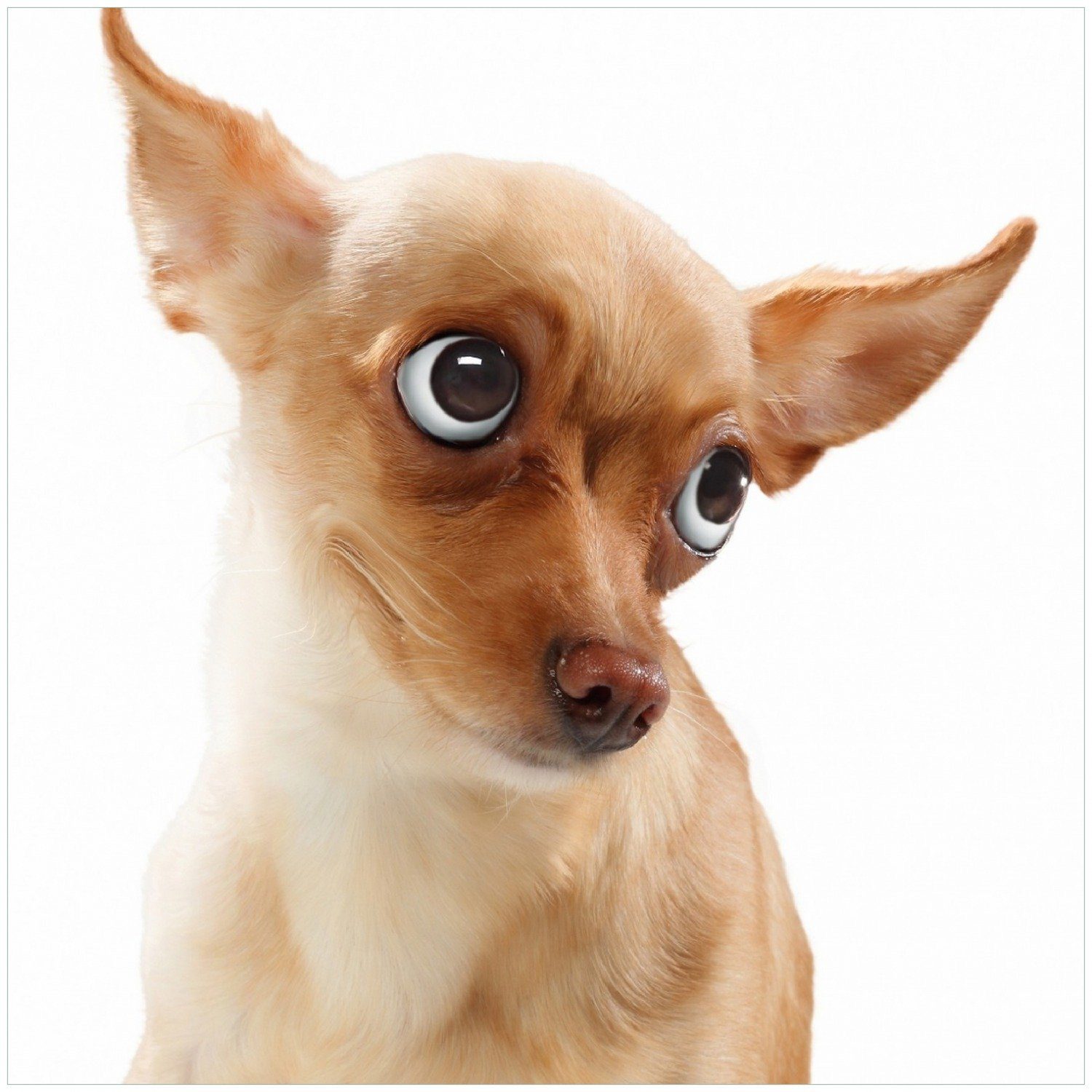 Wallario Memoboard Lustiger Hund mit fliegenden Ohren