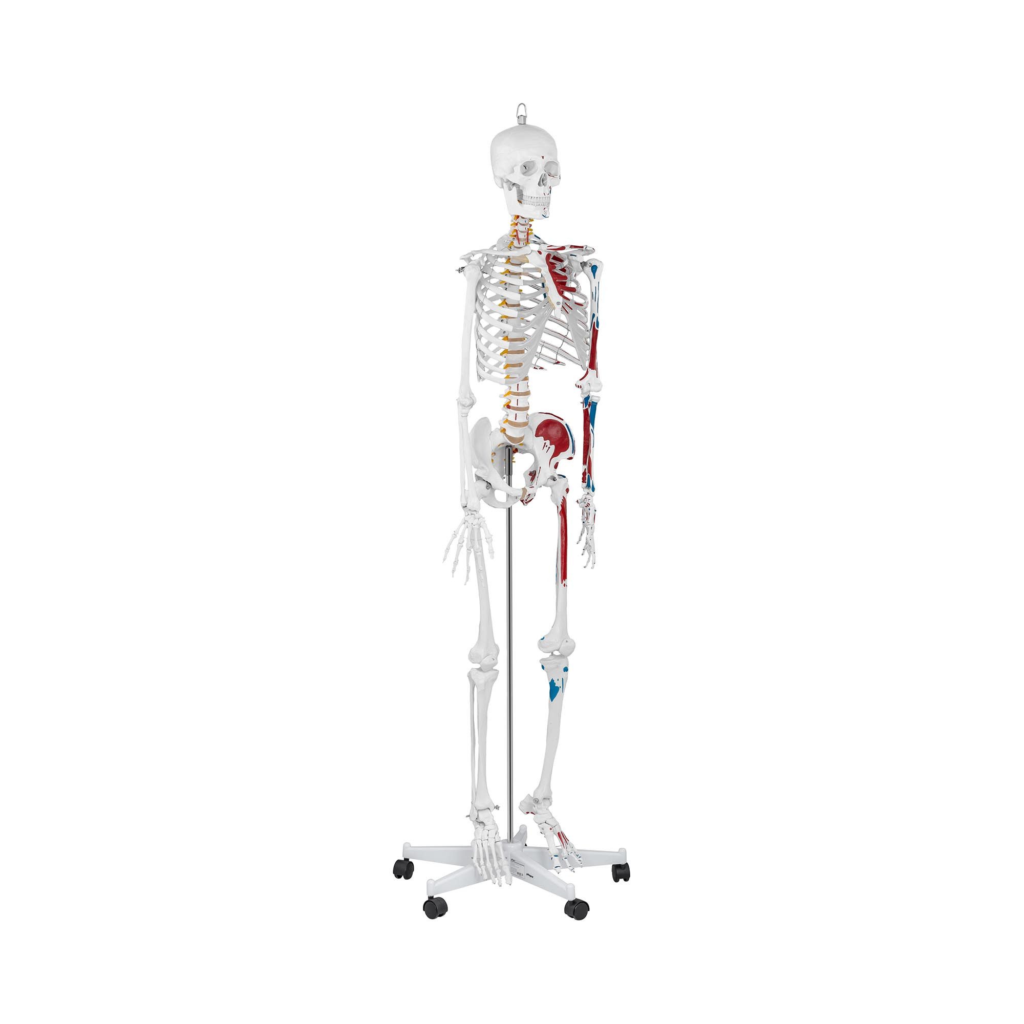 Physa Dekoobjekt Skelett Modell Menschliches Skelett Anatomisches Modell Skelett
