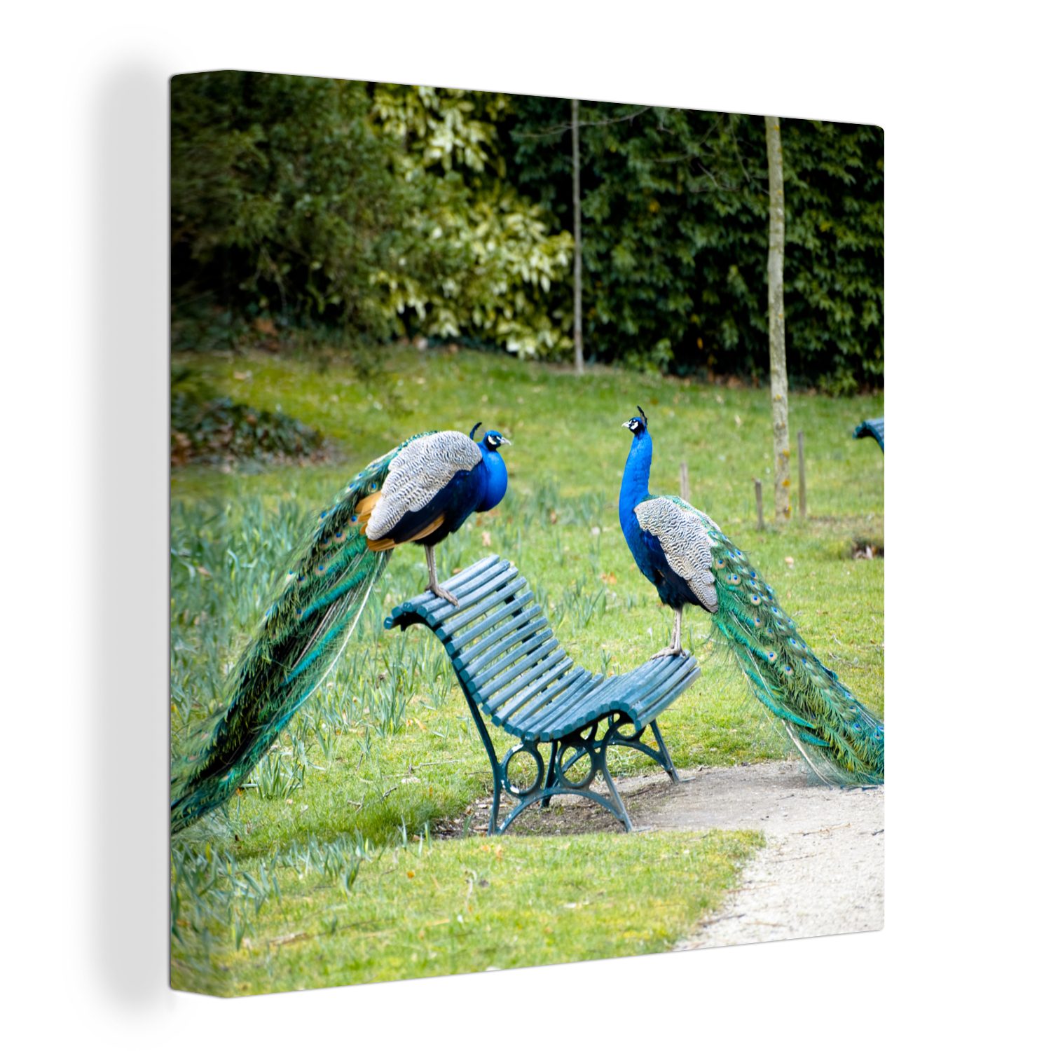 OneMillionCanvasses® Leinwandbild Pfau - Bank - Park, (1 St), Leinwand Bilder für Wohnzimmer Schlafzimmer