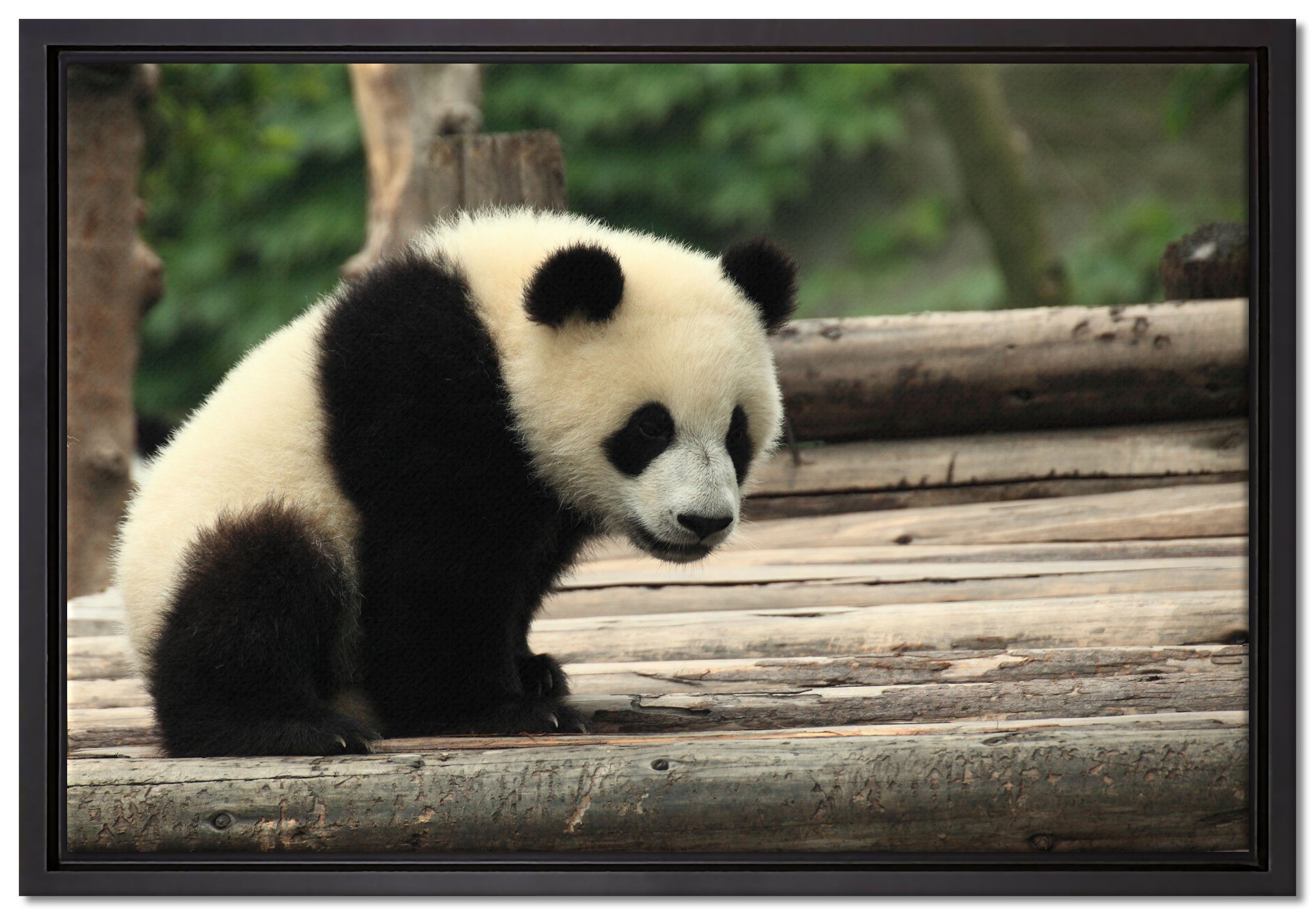 fertig Pixxprint St), Wanddekoration Panda Leinwandbild bespannt, Schattenfugen-Bilderrahmen Holzstämmen, Leinwandbild auf in gefasst, inkl. Zackenaufhänger einem (1