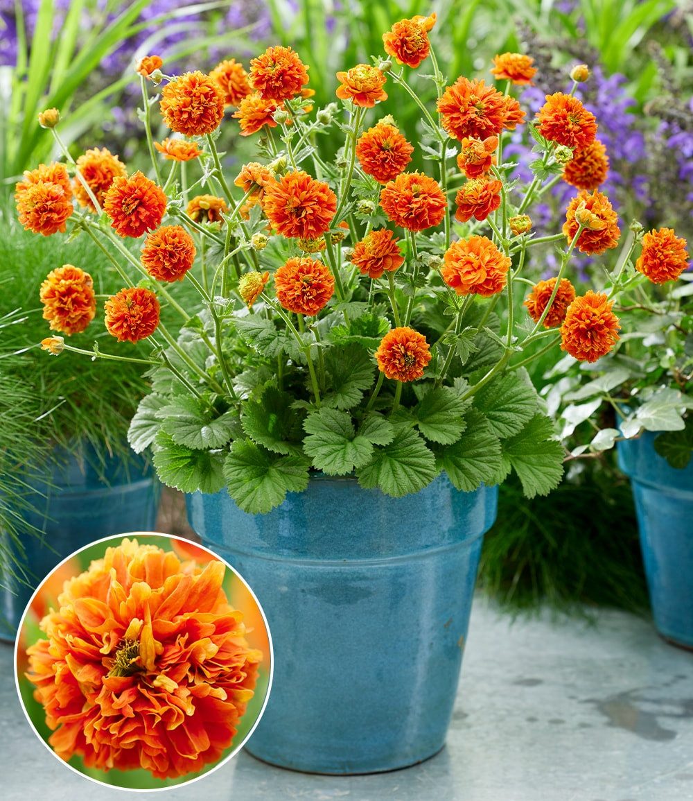 BALDUR Garten Staude Geum 'Orange Pumpkin®', 3 St., Blütenstiele, winterhart, mehrjährig, pflegeleicht