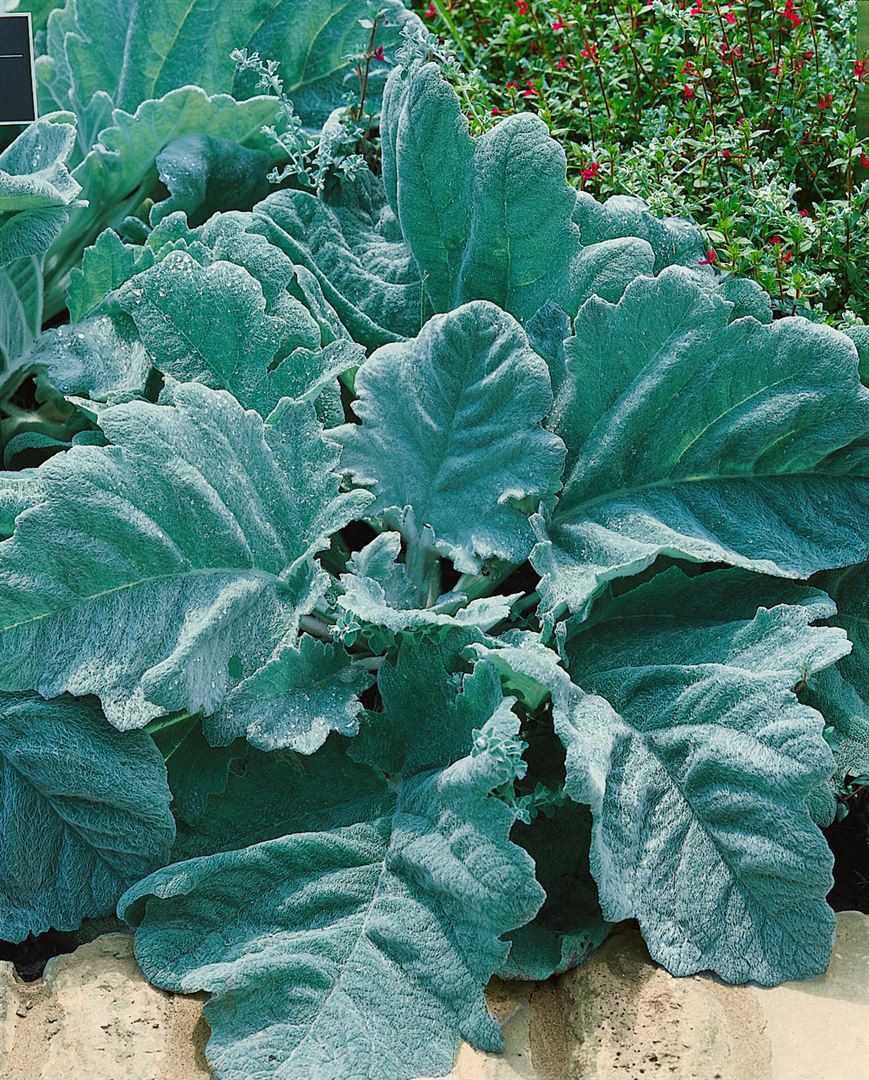Pflanzen für Dich Staude Salvia argentea, 1 St., Silbersalbei
