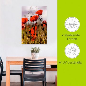 Artland Wandbild Mohnblumen im Morgenlicht, Blumenwiese (1 St), als Alubild, Outdoorbild, Leinwandbild, Poster in verschied. Größen