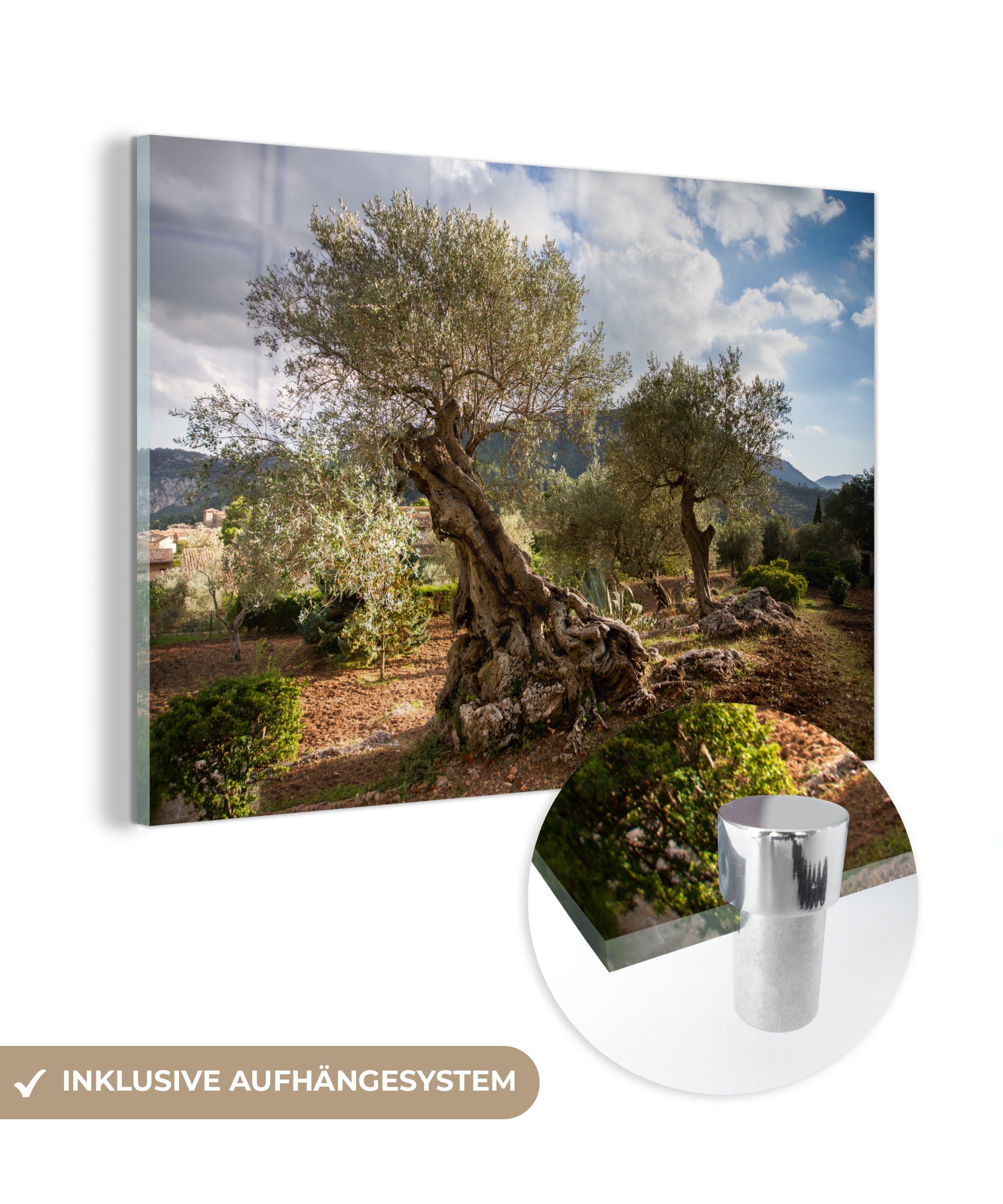 MuchoWow Acrylglasbild Ein alter Olivenbaum, (1 St), Acrylglasbilder Wohnzimmer & Schlafzimmer