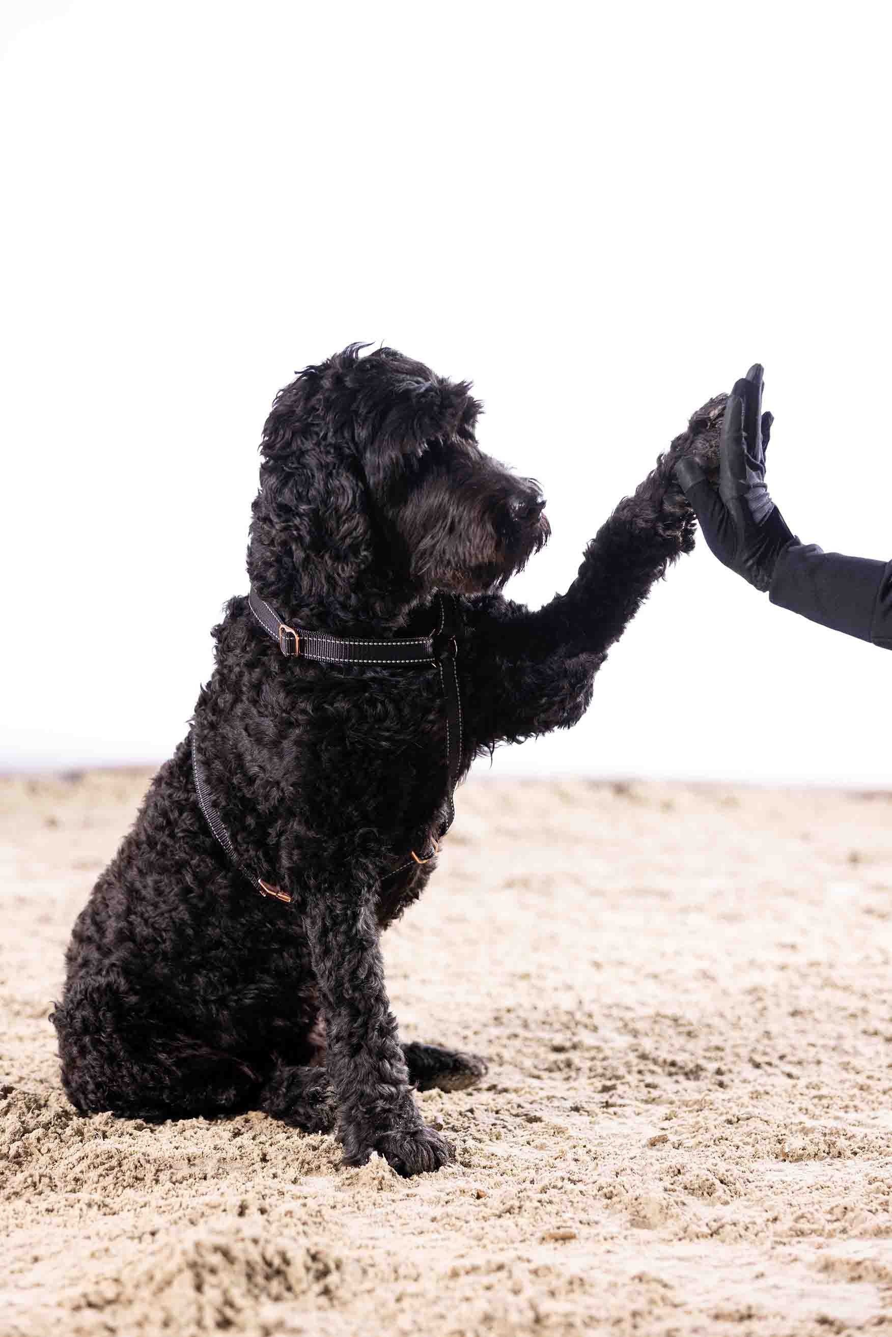 HKM Dogs Hunde-Geschirr Hundegeschirr -Anam Cara günstig online kaufen