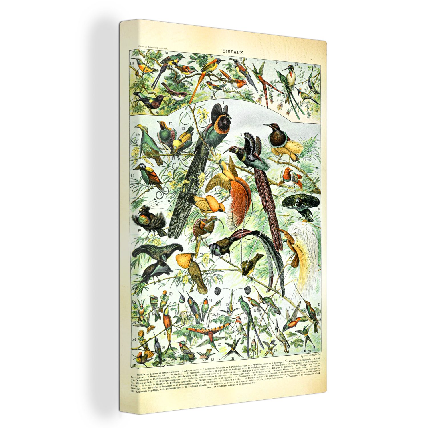 OneMillionCanvasses® Leinwandbild Vögel - Natur - Tiere, (1 St), Leinwandbild fertig bespannt inkl. Zackenaufhänger, Gemälde, 20x30 cm