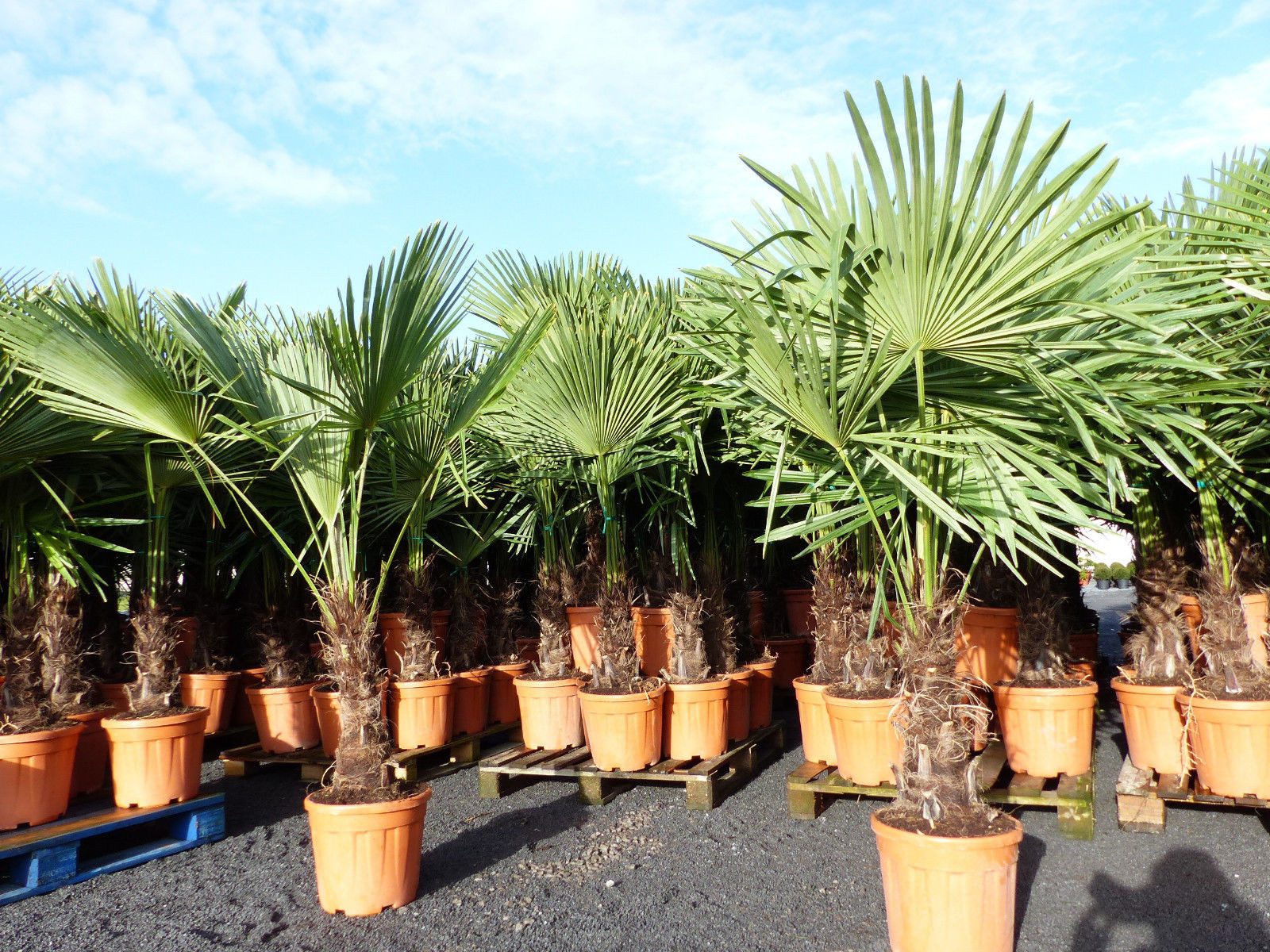 gruenwaren jakubik Baum XXL Palme winterhart 180 cm Trachycarpus fortunei, Hanfpalme – Bild 5 von 5