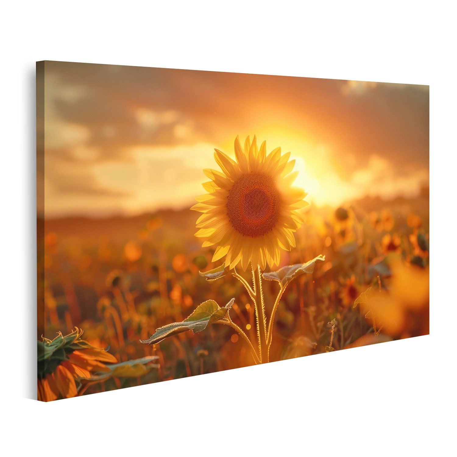Leinwandbild Atmosphärischer Sonnenaufgang und Sonnenblumen - ein Echo der Naturwun