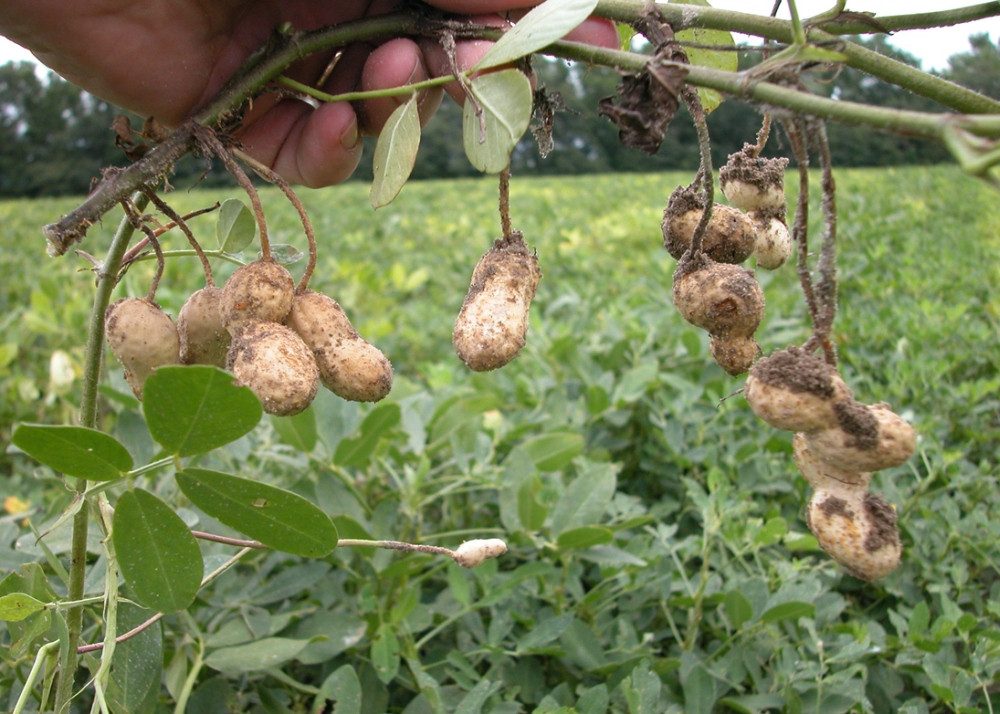 SAFLAX Blumensamen SAFLAX - Samen - Erdnuß