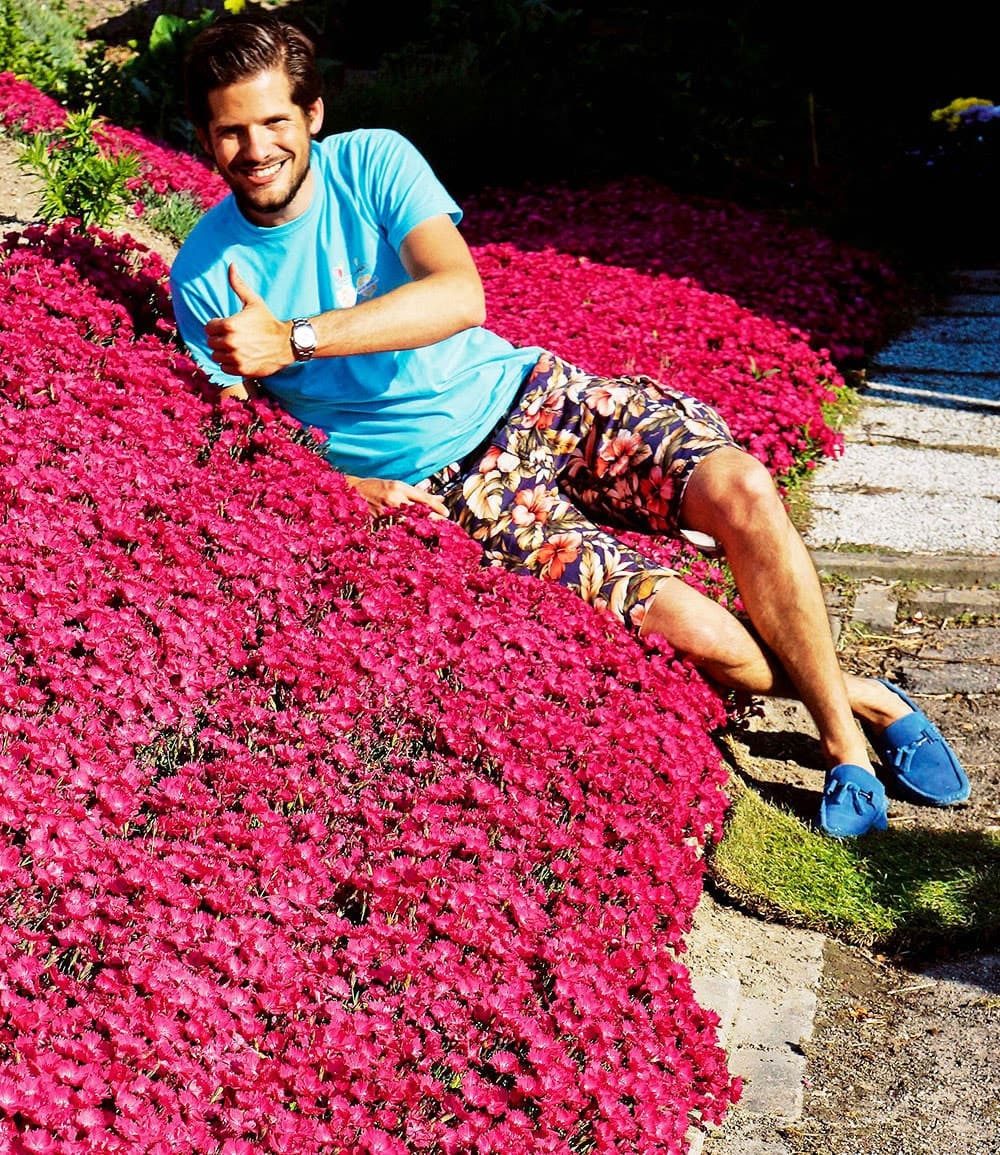 BALDUR Garten Bodendecker Bodendecker-Nelke 'Vivid®', 3 St., Polsterstaude, duftend, winterhart, mehrjährig, pflegeleicht