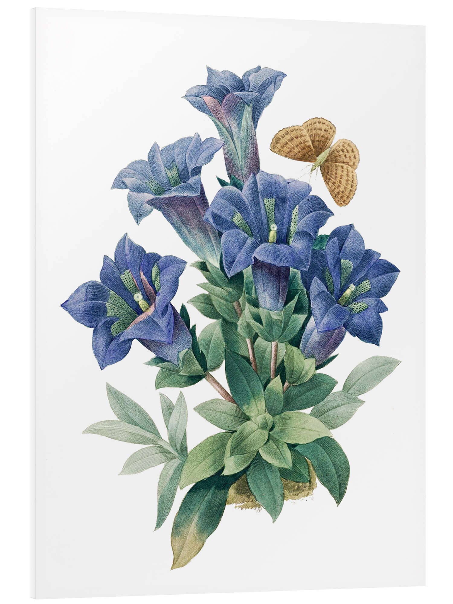Posterlounge Wandbild Kochscher Enzian (Gentiana acaulis), günstig online kaufen