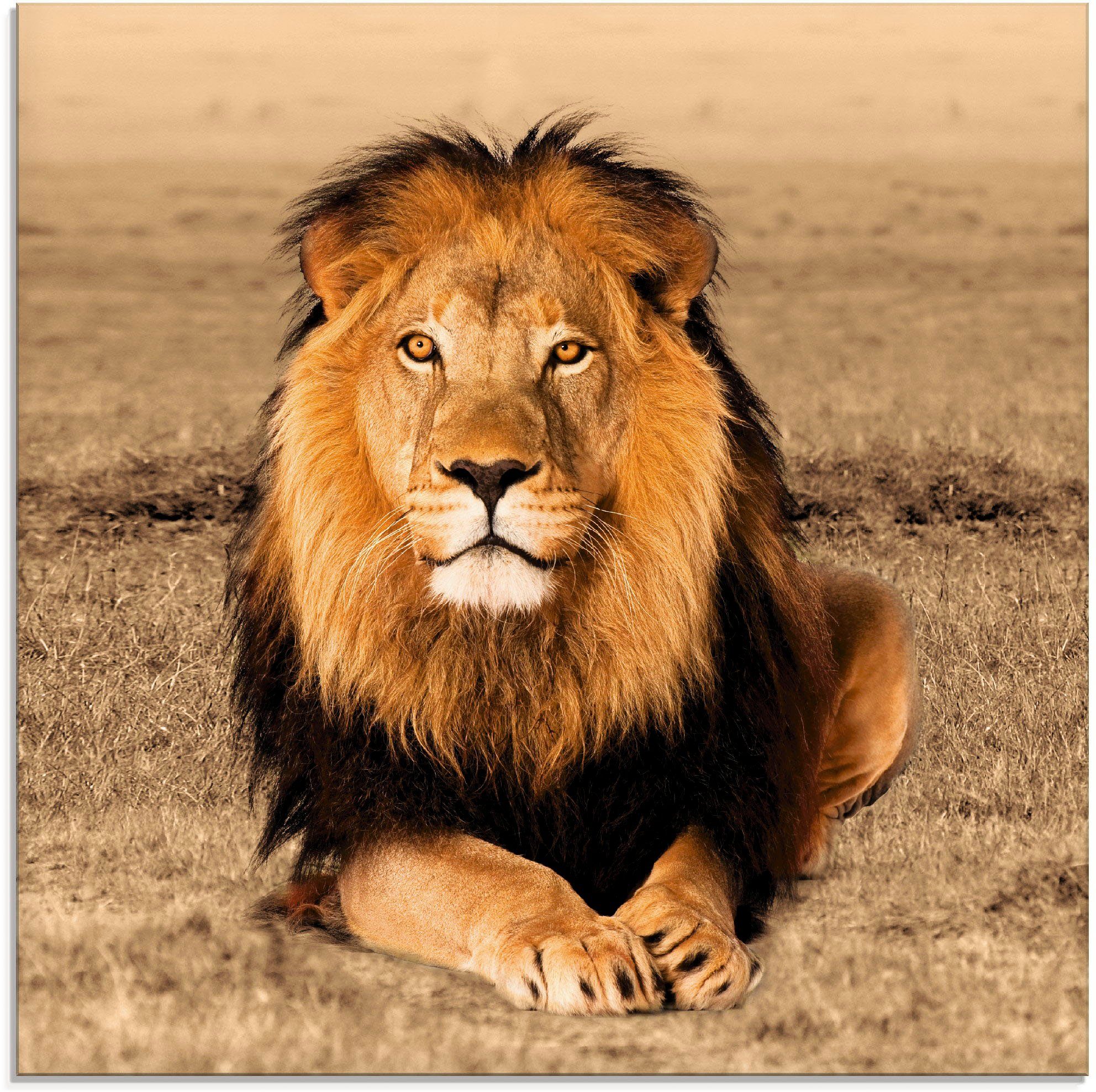 Artland Glasbild Löwe, Wildtiere (1 St), in verschiedenen Größen