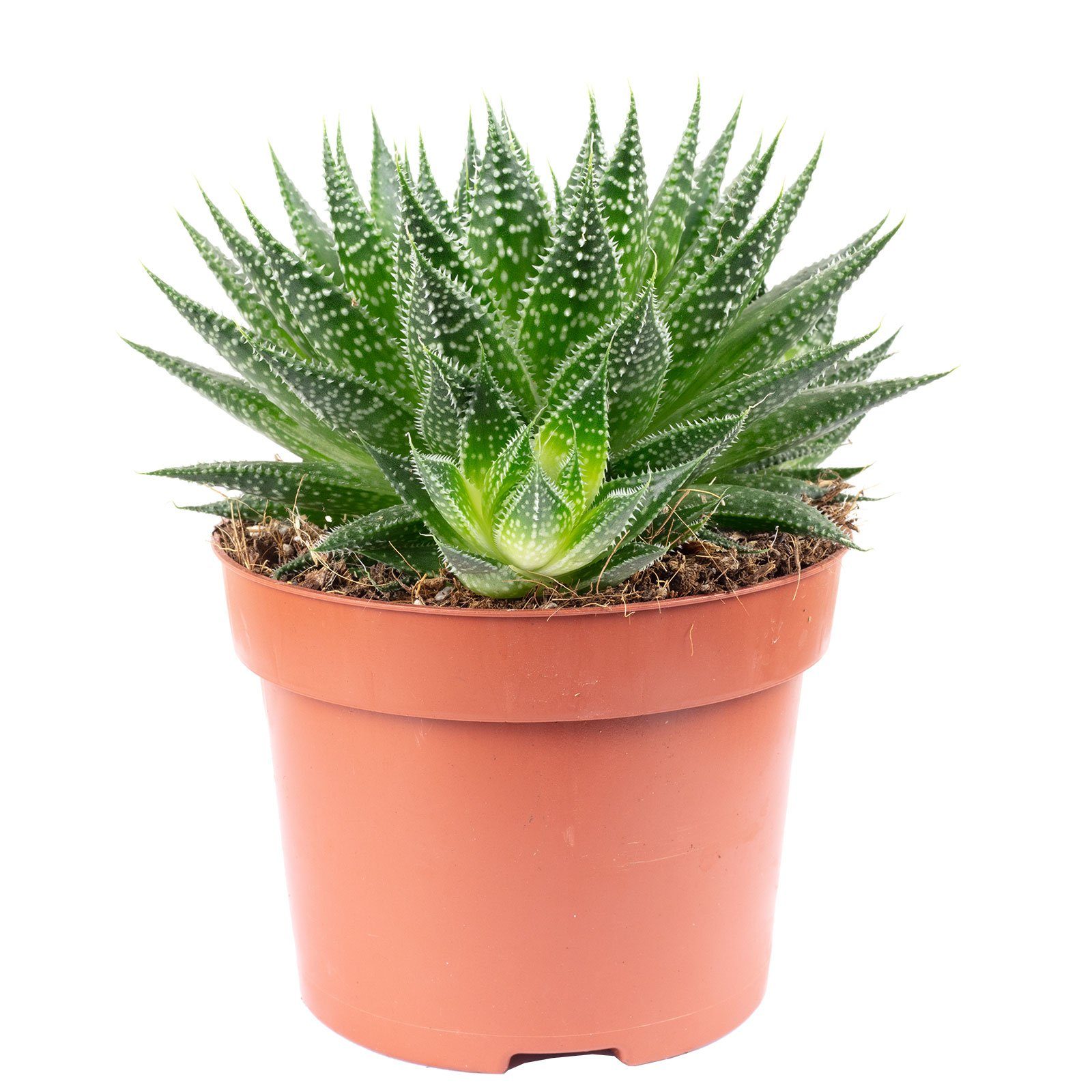Flowerbox Zimmerpflanze Aloe - Aloe aristata "magic rocks", - Höhe ca. 20 cm, Topf-Ø 12 cm