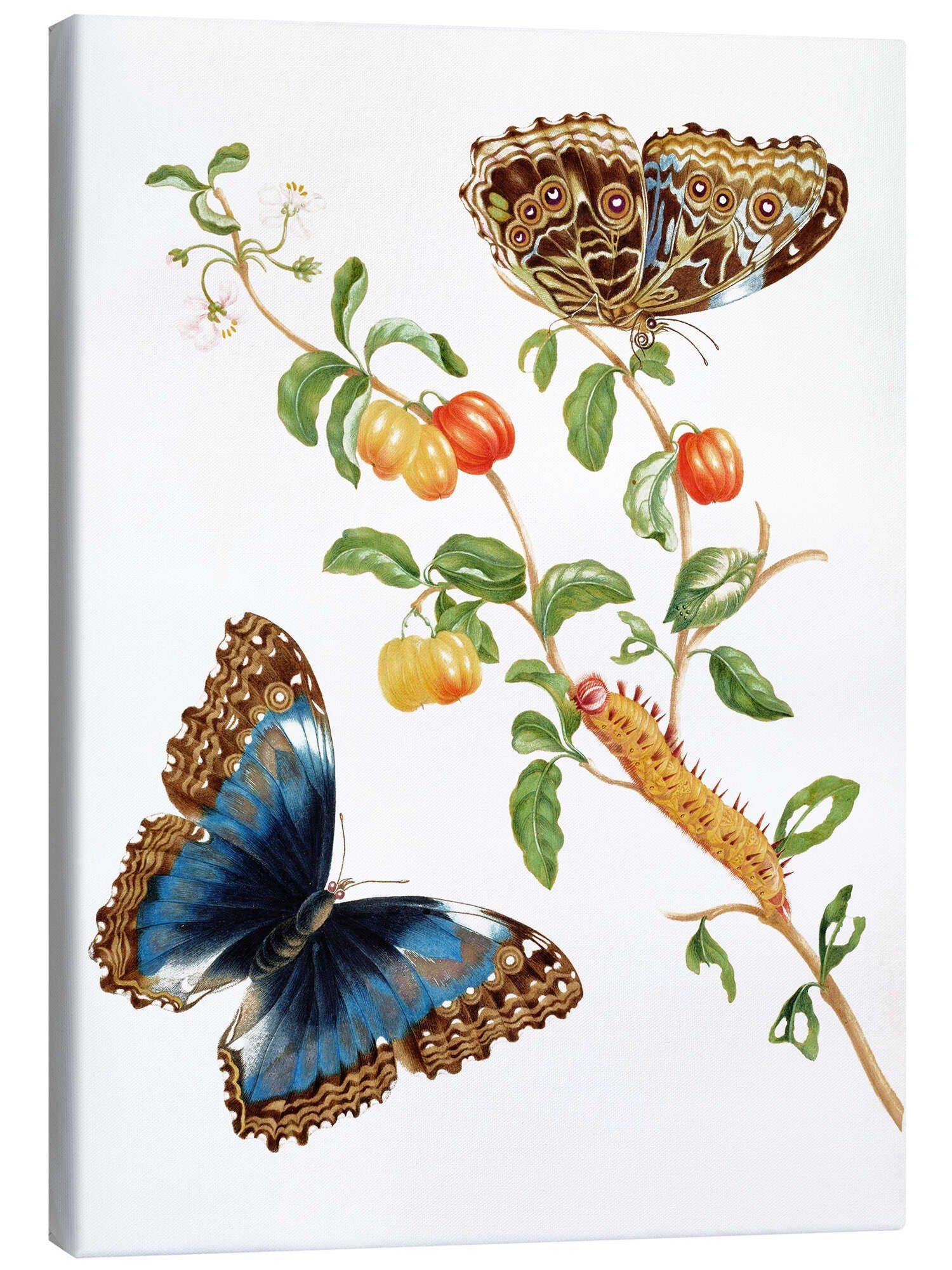 Leinwandbild Maria Sibylla Merian