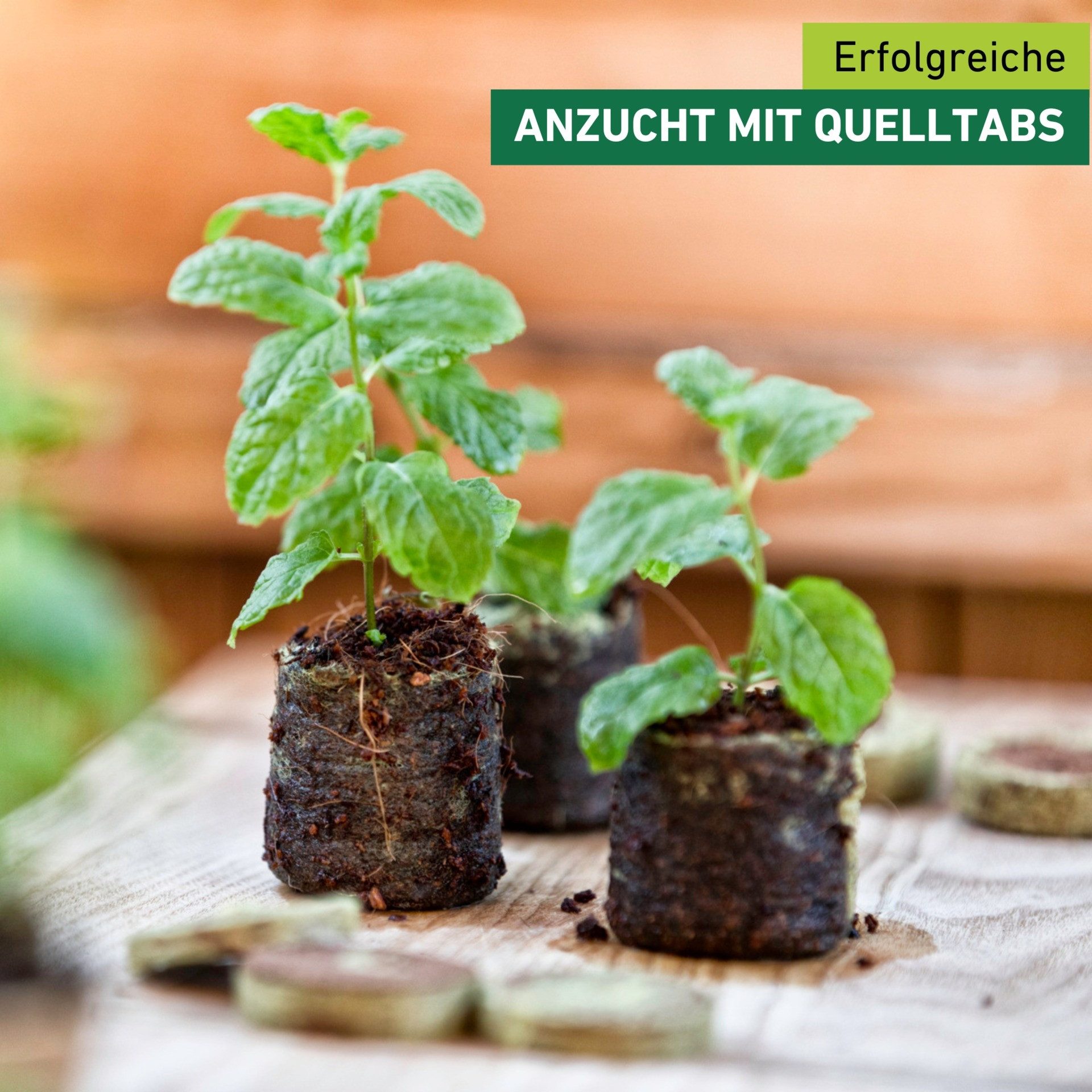 Windhager Anzucht- und Kräutererde Quelltabs 50 Stk. aus natürlichem Kokos Bio-Qualität, (Packung, 50-St), Anzucht Quelltabs torffrei mit feinmaschigem Netz, 3,5 cm