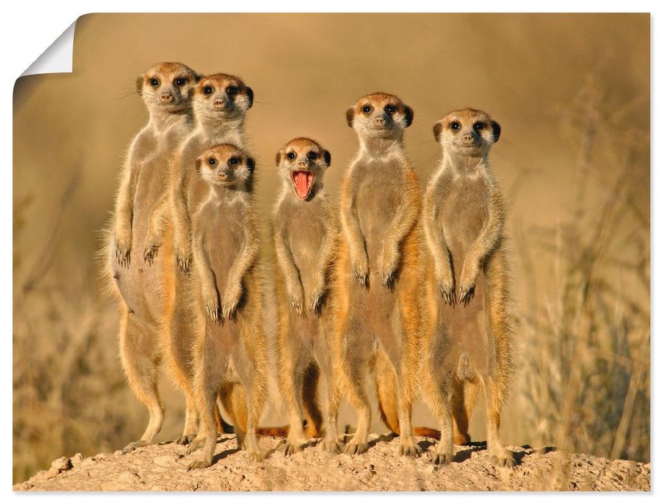 Artland Wandbild Erdmännchen Familie, Wildtiere (1 St), als Alubild,  Leinwandbild, Wandaufkleber oder Poster in versch. Größen, Fertig zum  Aufhängen für einfache Montag