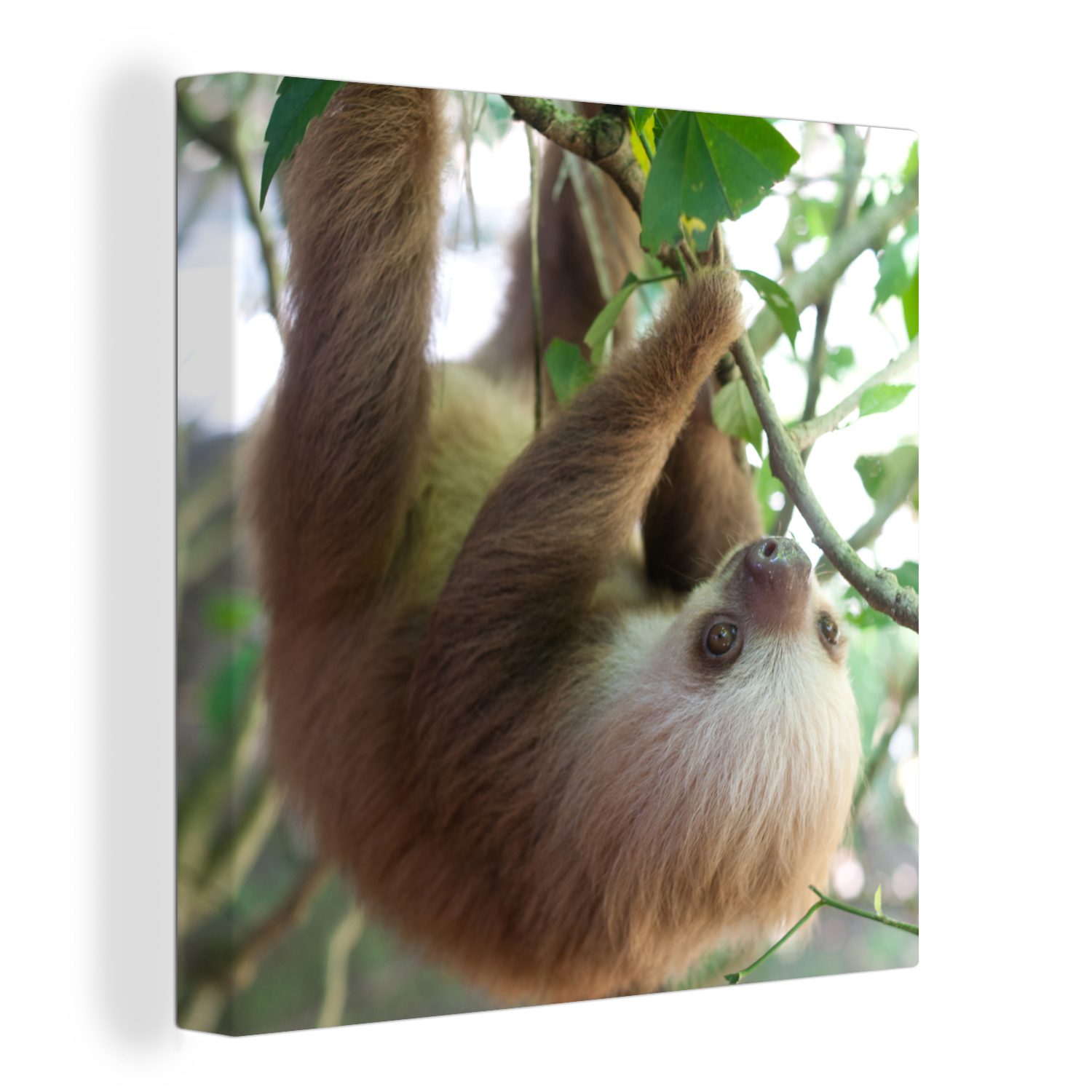 OneMillionCanvasses® Leinwandbild Babyfaultier im Regenwald von Costa Rica, (1 St), Leinwand Bilder für Wohnzimmer Schlafzimmer