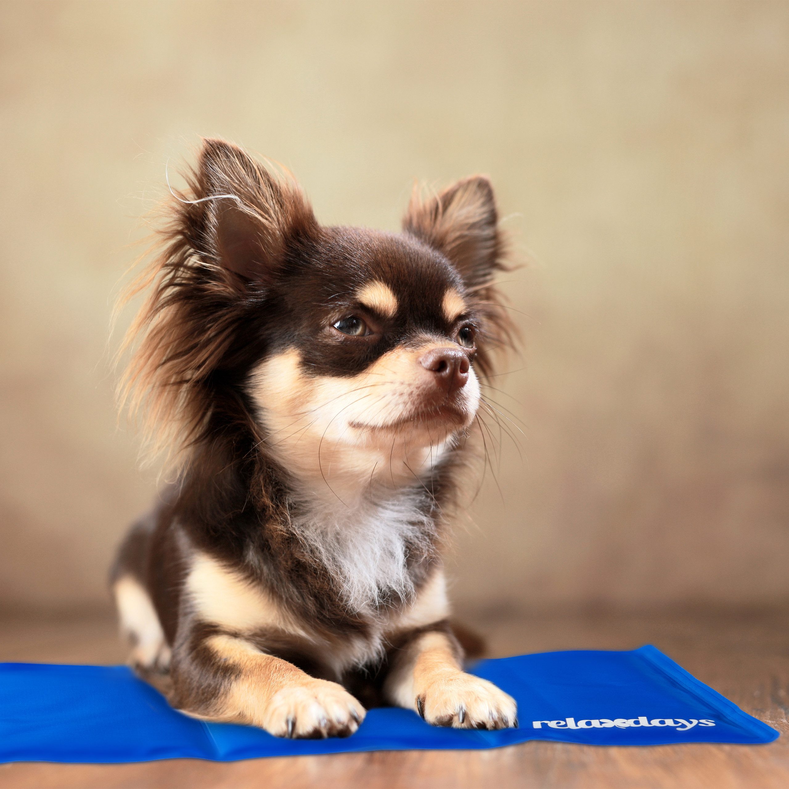relaxdays Hundematte Kühlmatte Hund blau, 20 günstig online kaufen