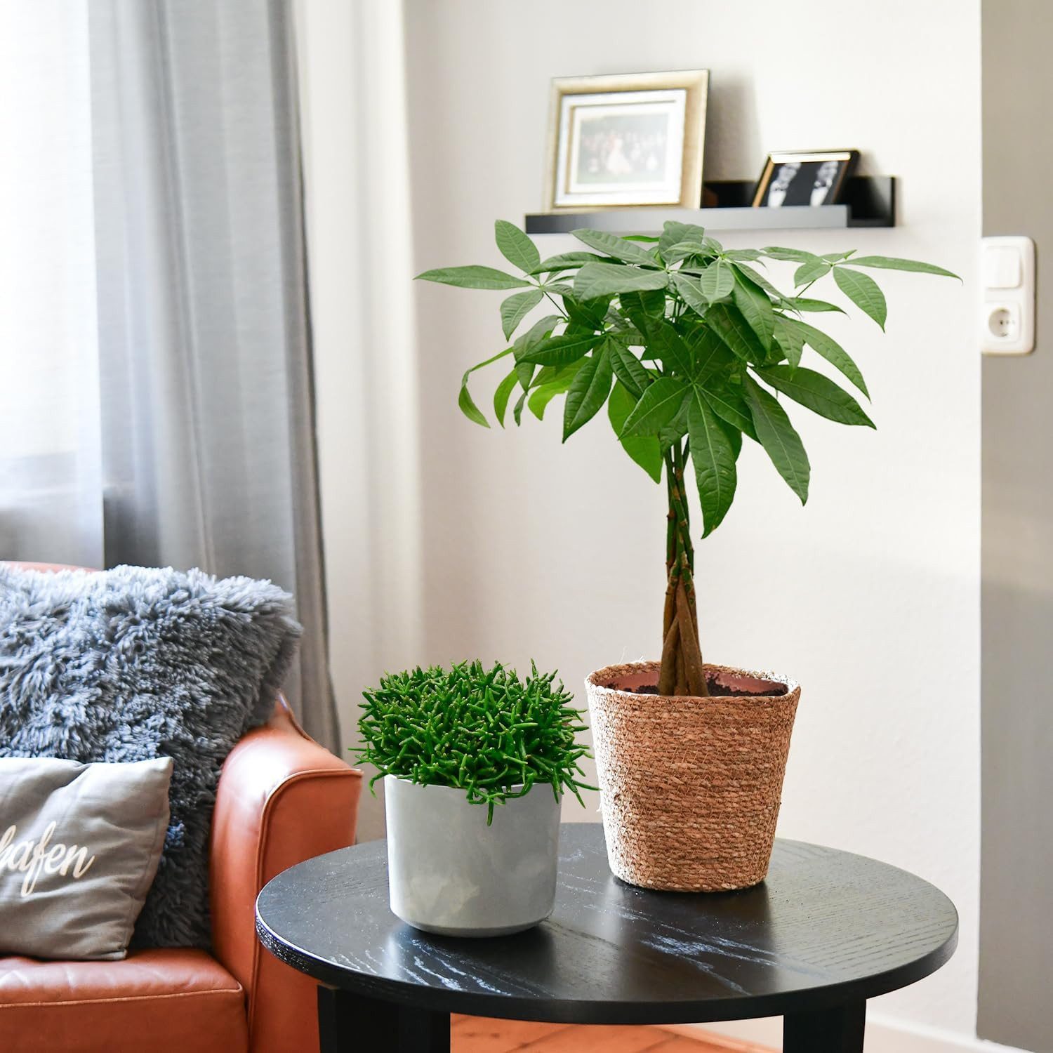 Green Me Up Zimmerpflanze Große Glückskastanie, Wächst in Erde, Pflegeleich günstig online kaufen