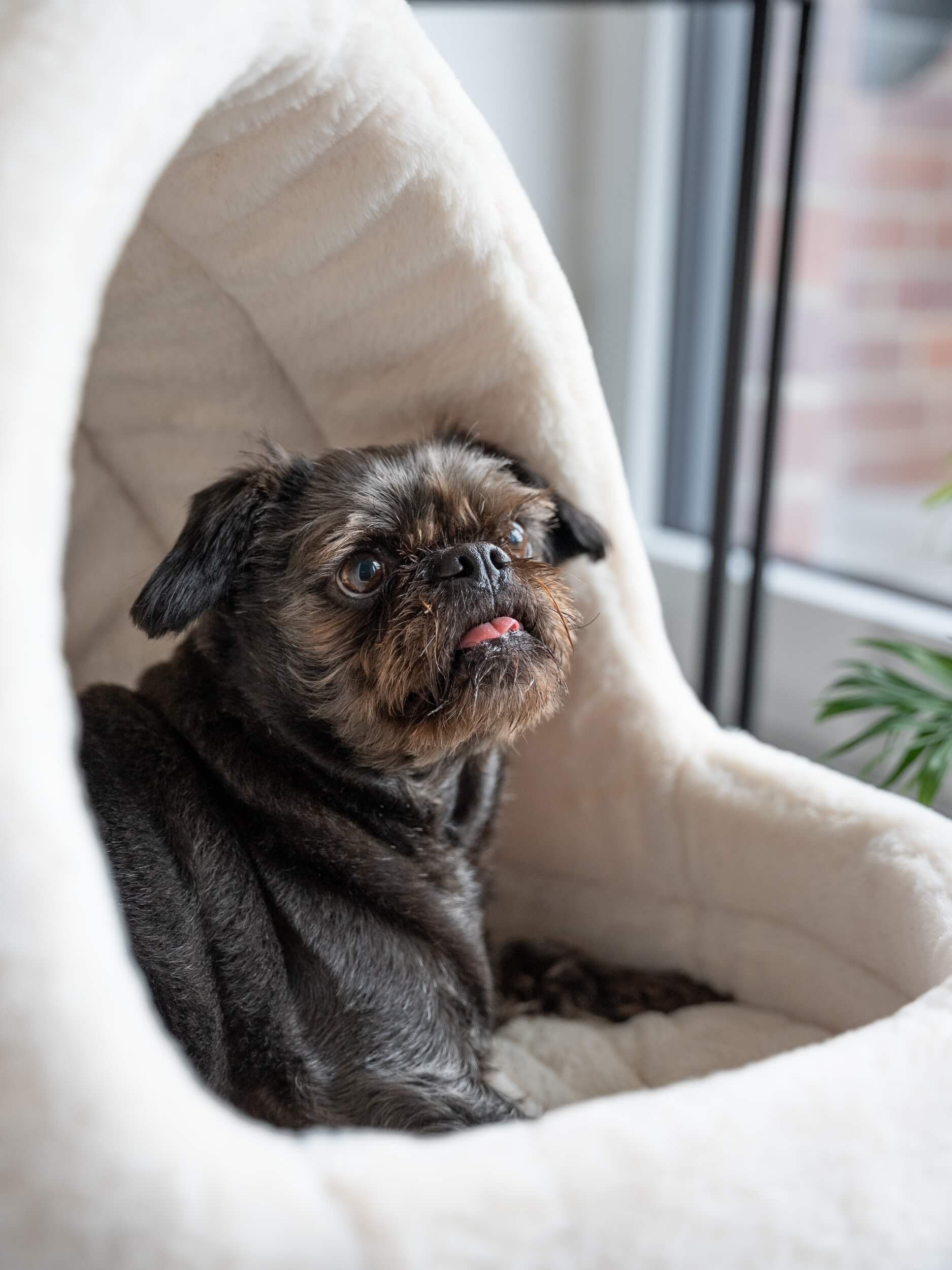 TrendPet Tierbett Höhle LunaHome, 100% Polyester, in 2 Farben erhältlich