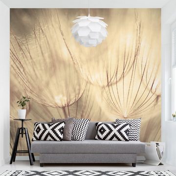 Bilderdepot24 Vliestapete Schwarz-Weiß Pusteblumen Sepia Natur Blumen Beige Modern Wanddeko, Glatt, Matt, (Inklusive Gratis-Kleister oder selbstklebend), Wohnzimmer Schlafzimmer Küche Flur Fototapete Motivtapete Wandtapete