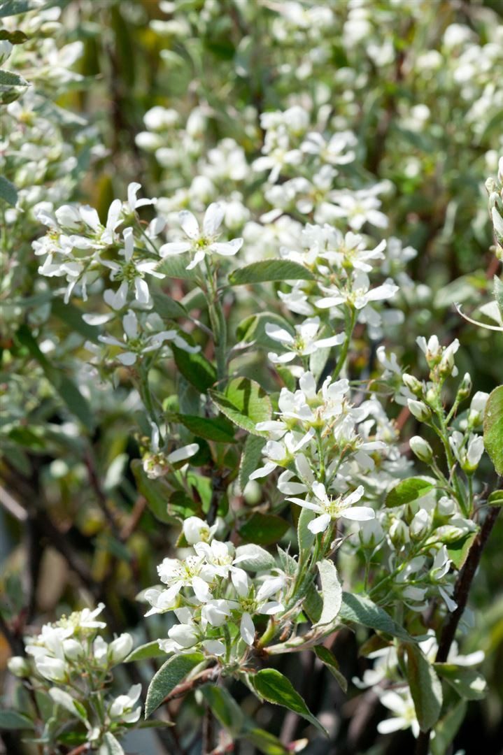Pflanzen für Dich Gehölze Amelanchier aln. Greatberry Farm, 1 St., Erlenblättrige Felsenbirne, Saskatoonbeere