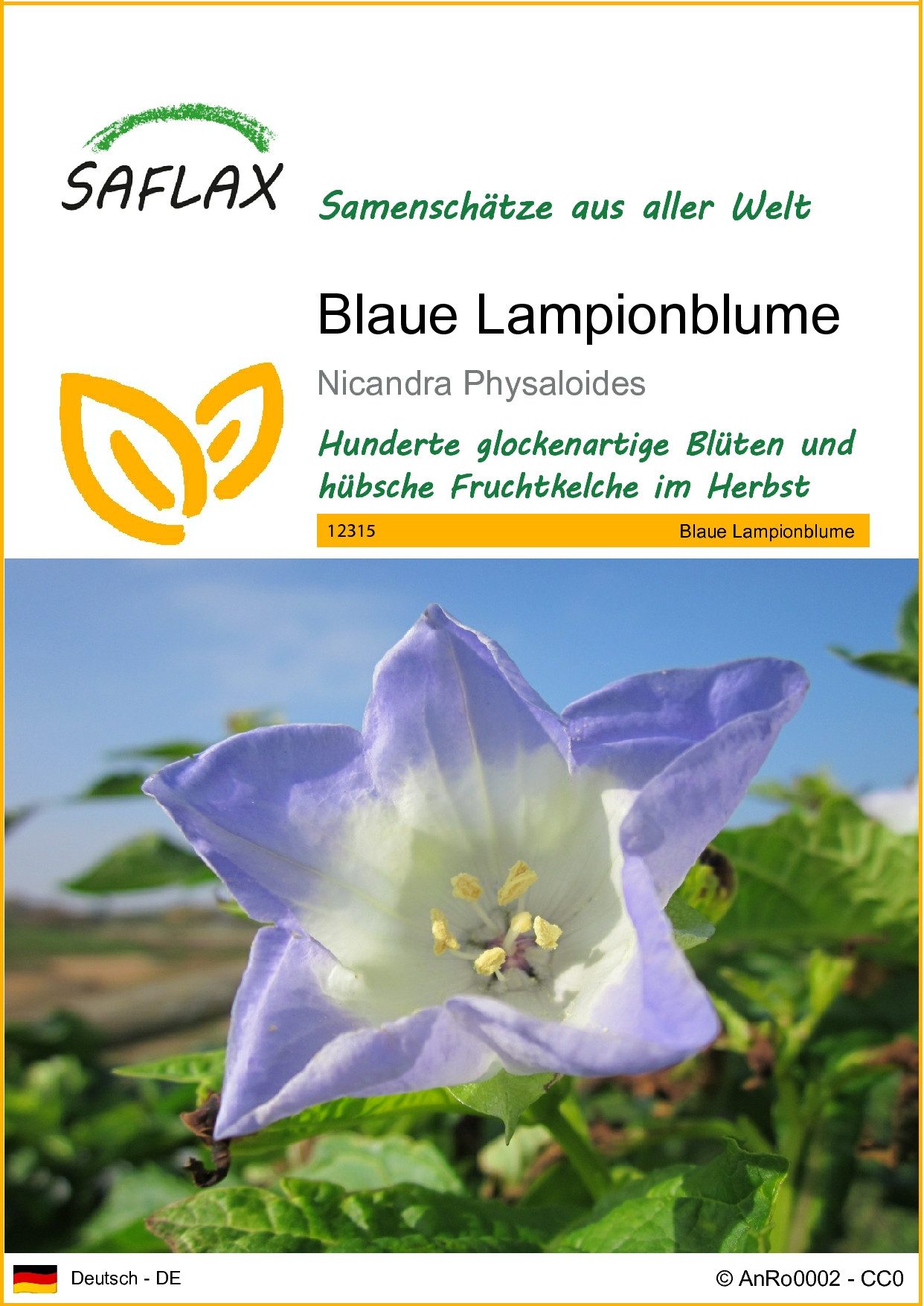 SAFLAX Blumensamen SAFLAX - Blaue Lampionblume - 100 Samen