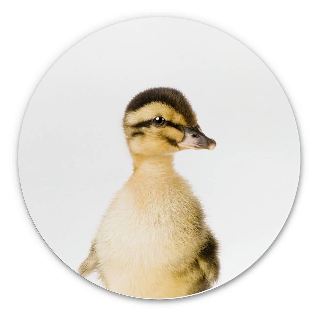 K&L Wall Art Gemälde Metallposter Rund Entenküken Baby Ente Bauernhof Tiere Küken, Metalloptik Wandbild Ø 30cm