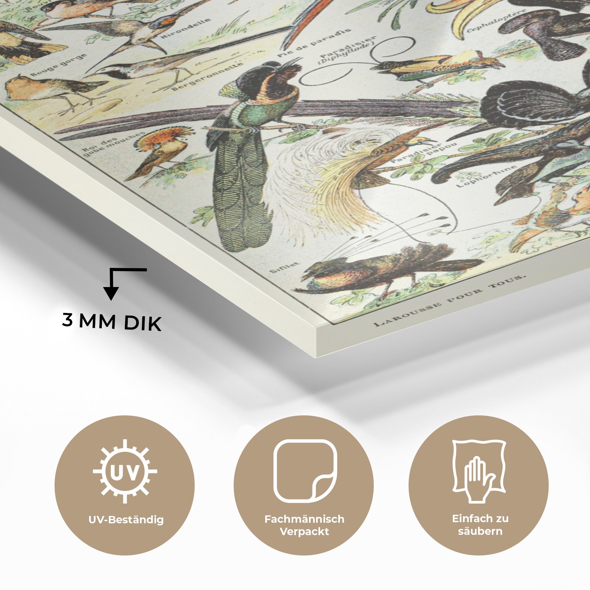 Bilder - Wandbild MuchoWow Acrylglasbild Natur, (1 St), Glas Glas - Vogel Tiere auf auf - Wanddekoration Foto Glasbilder - -