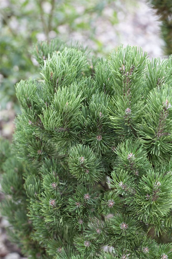 Pflanzen für Dich Konifere Pinus mugo Picobello, 1 St., Bergkiefer, Latschenkiefer, Krummholz-Kiefer, kompakt, immergrün