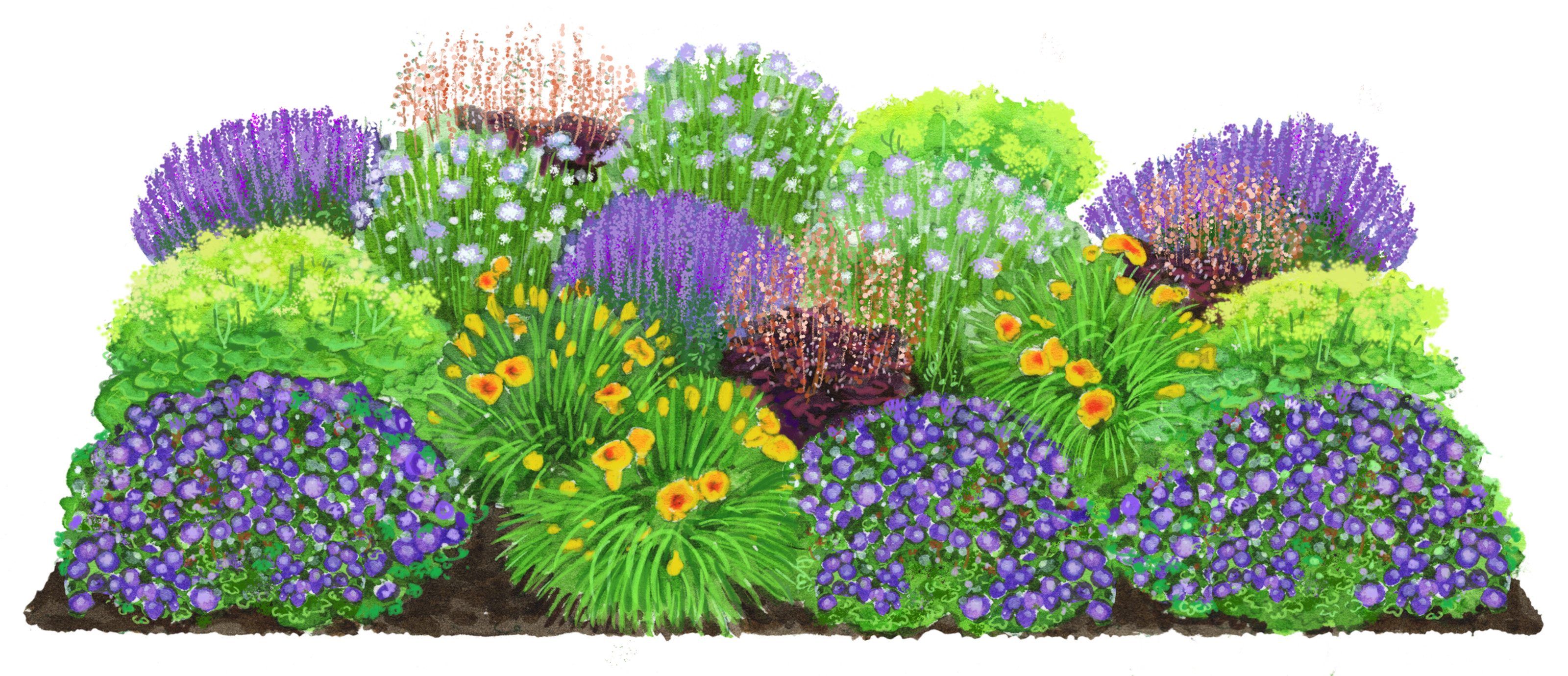 Dehner Staude Bio Stauden-Set Lange Blüte, je 3-20 cm exkl. Pflanztopf, Ø Topf 9 cm, 18 insektenfreundliche Pflanzen für sonnige/halbschattige Standorte