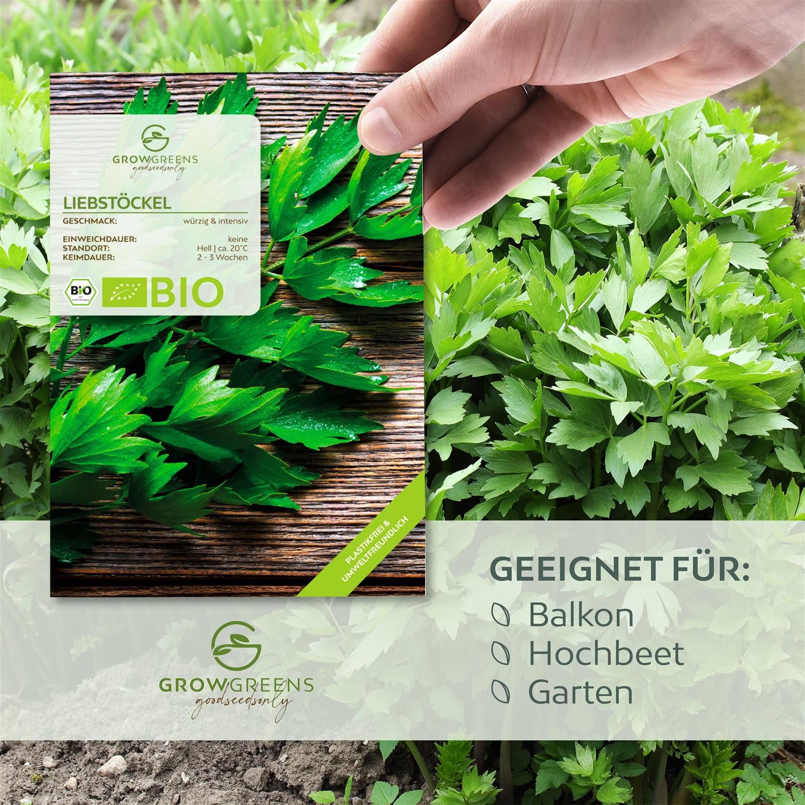 Growgreens Kräutersamen BIO Liebstöckel Samen - Küchenkräuter Saatgut aus bio. Anbau (50 Korn) – Bild 4 von 5