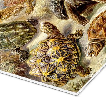 Posterlounge Forex-Bild Ernst Haeckel, Schildkröten, Chelonia (Kunstformen der Natur, 1899), Malerei