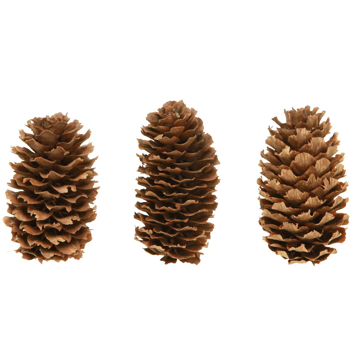 Trockenblume Edle Zapfen für florale Dekorationen und DIY-Ideen Advent, Florists Products, Höhe 4 cm