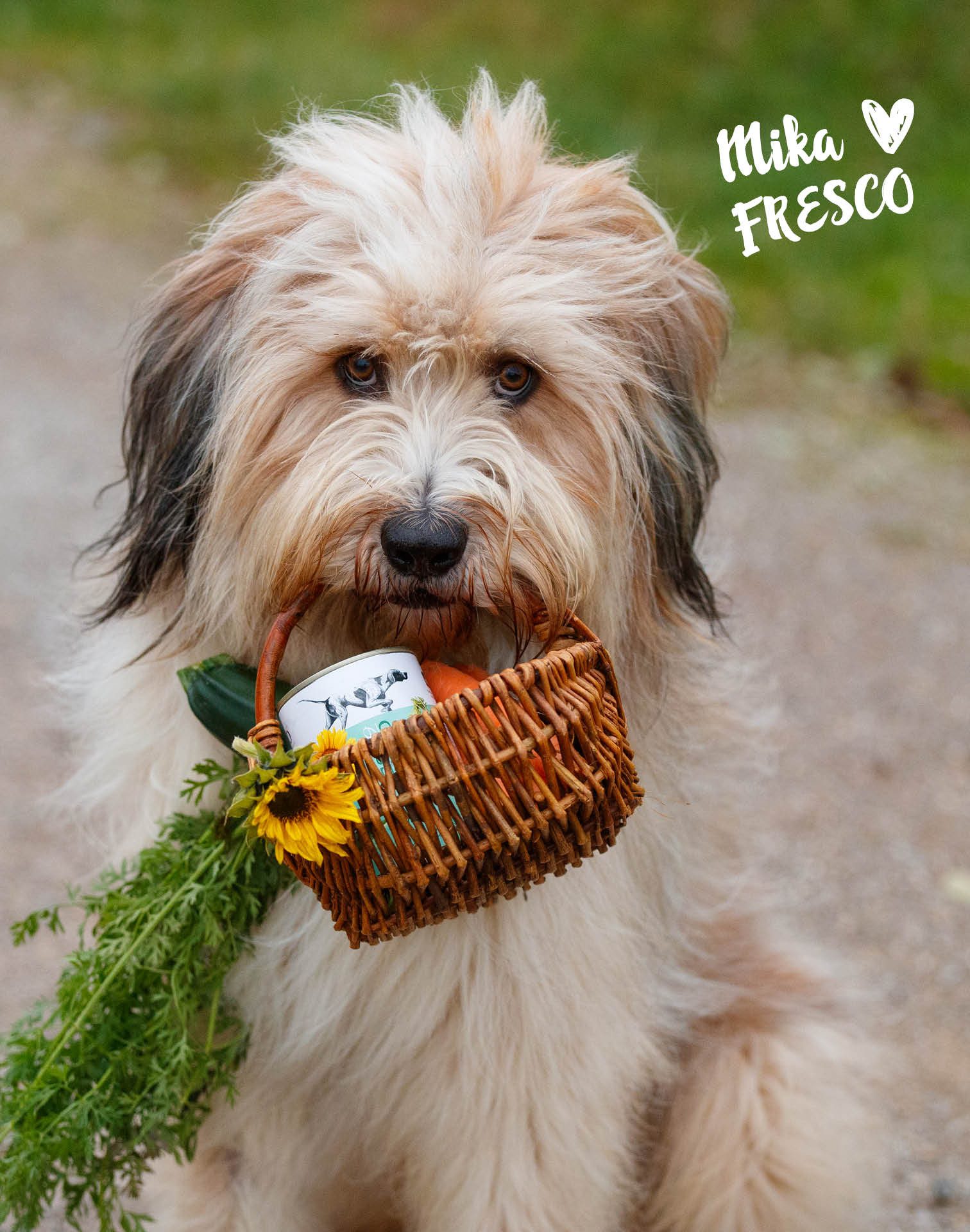 Fresco Dog unico Adult Vegan 12x400g, Hundefutter nass hypoallergen, Nassfutter für: Hunde, Getreidefrei, zuckerfrei & hochverträglich