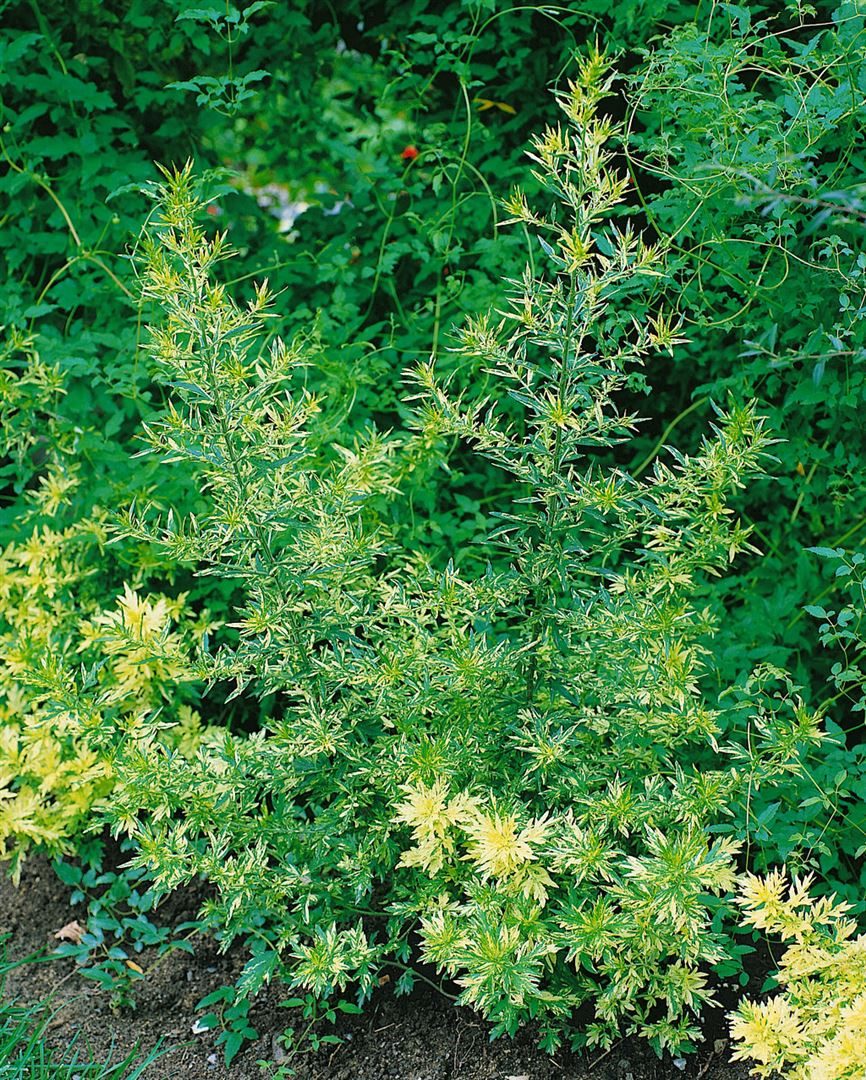 Pflanzen für Dich Staude Artemisia vulg. Oriental Limelight, 1 St., Edelraute, Beifuß