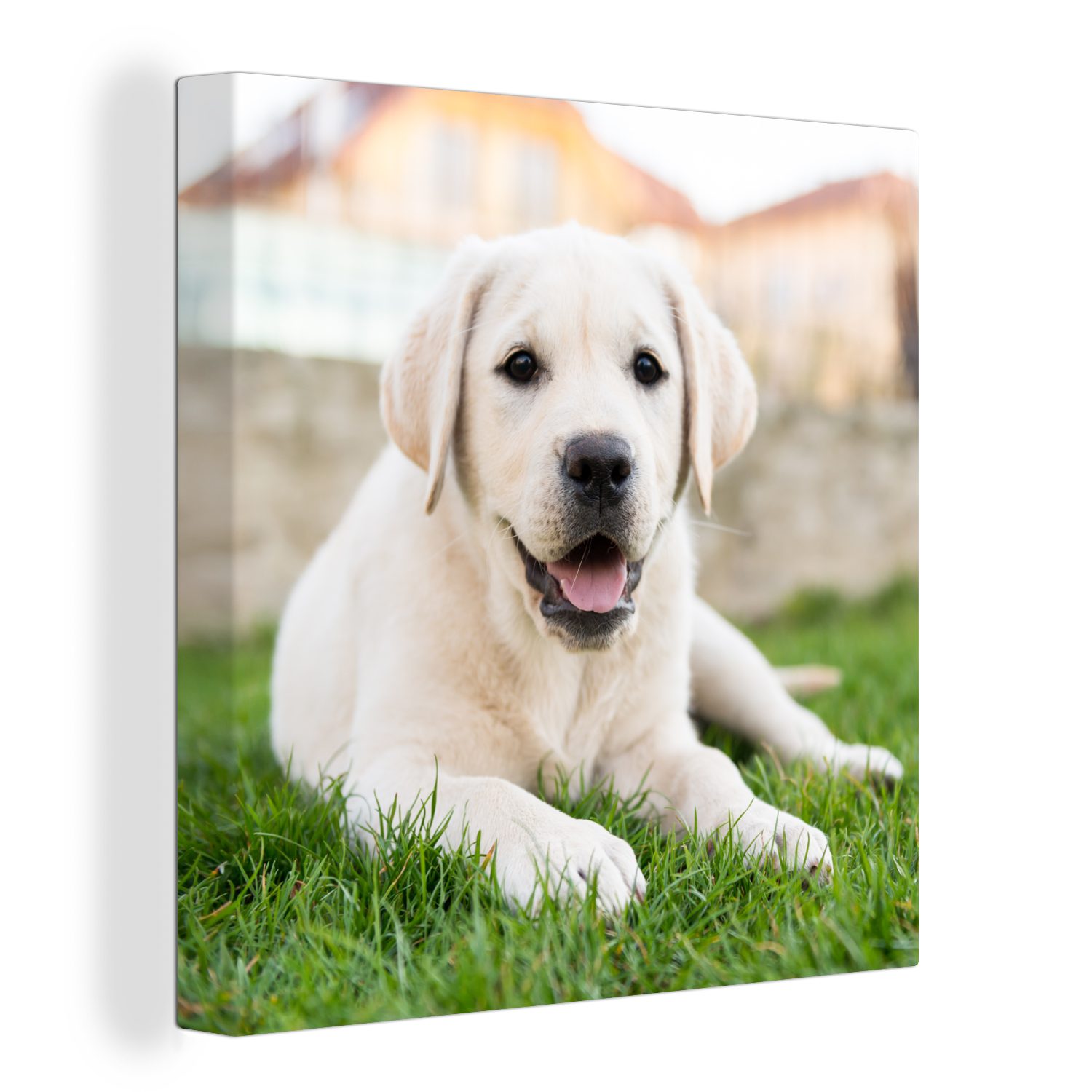 OneMillionCanvasses® Leinwandbild Weißer Labrador Retriever im Gras liegend, (1 St), Leinwand Bilder für Wohnzimmer Schlafzimmer