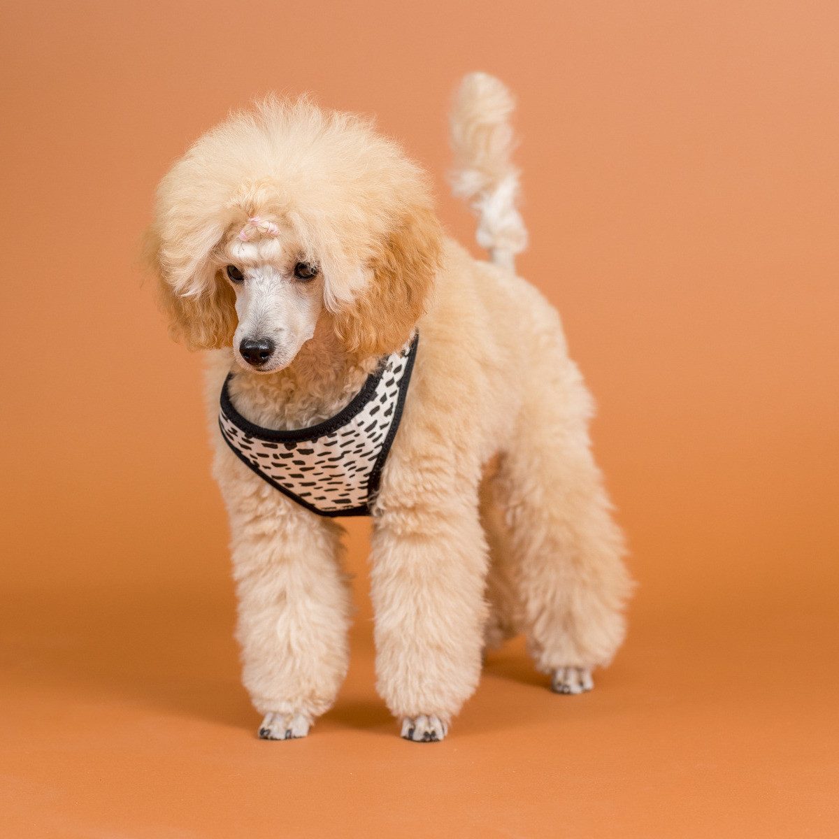 PAIKKA Hunde-Geschirr Hundegeschirr "Mesh Harness" 2.0