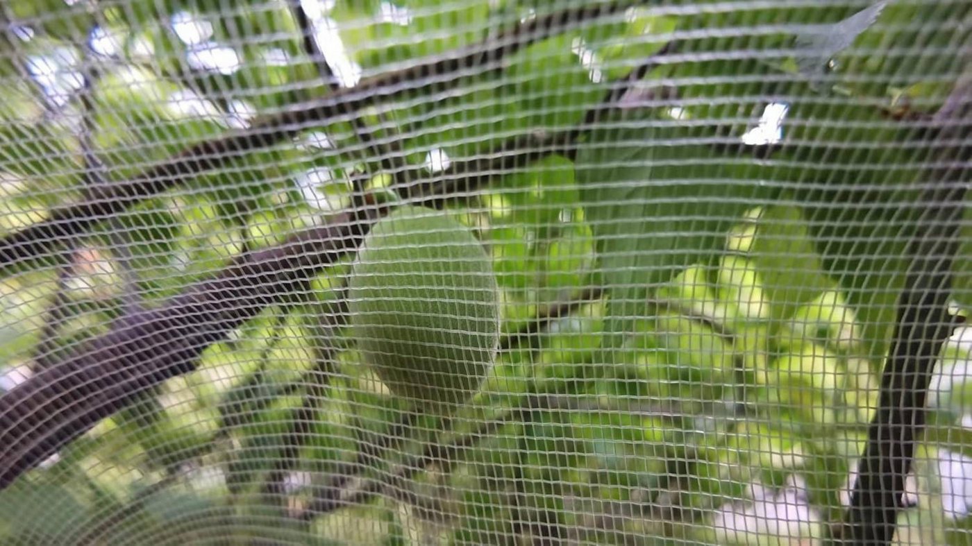 Thumbnail - LuxusKollektion Laubschutznetz Pflanzenschutznetz Insekten Garten 1.8x1.8m Reißverschluss Zugband