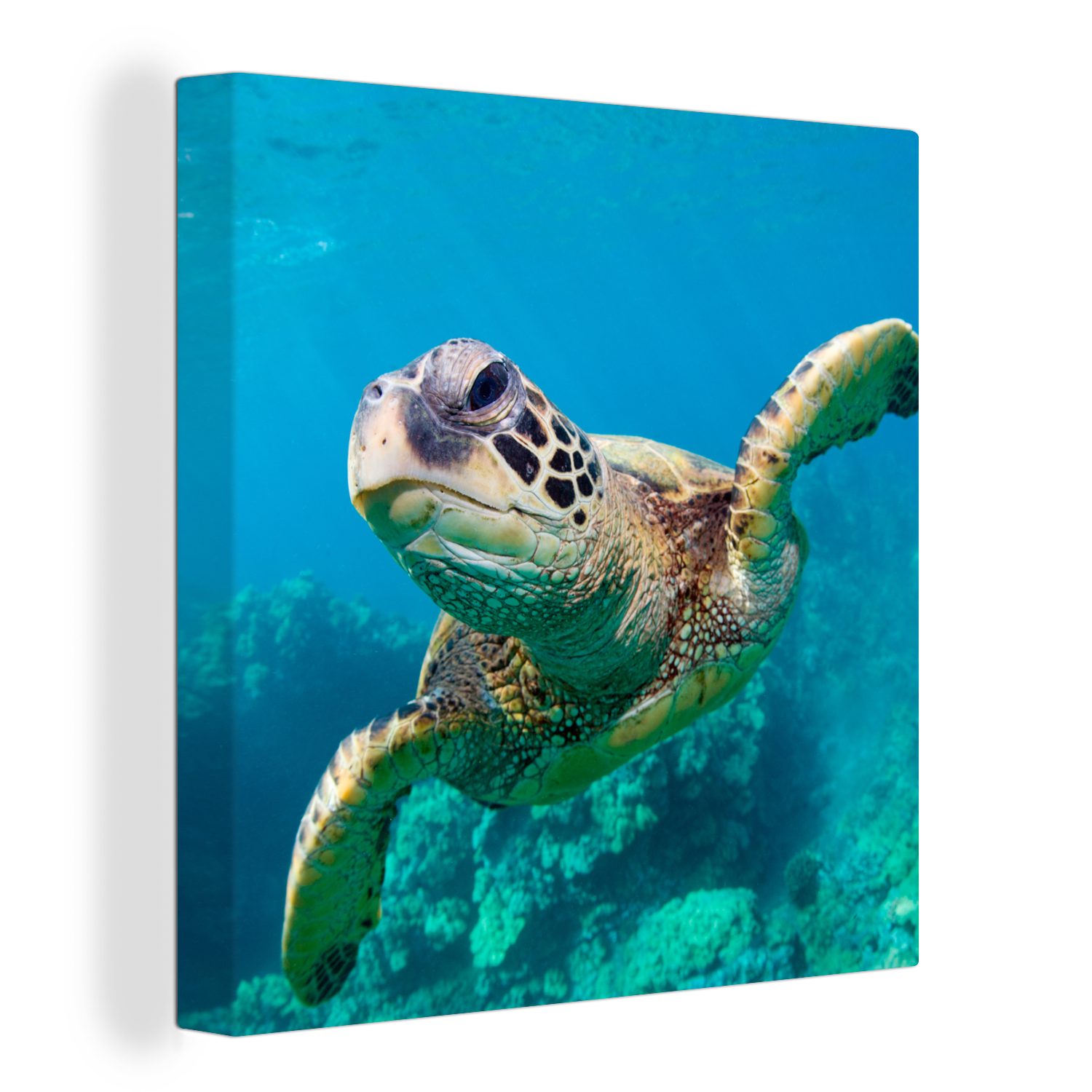 OneMillionCanvasses® Leinwandbild Meeresschildkrötenschwimmen auf Hawaii, (1 St), Leinwand Bilder für Wohnzimmer Schlafzimmer
